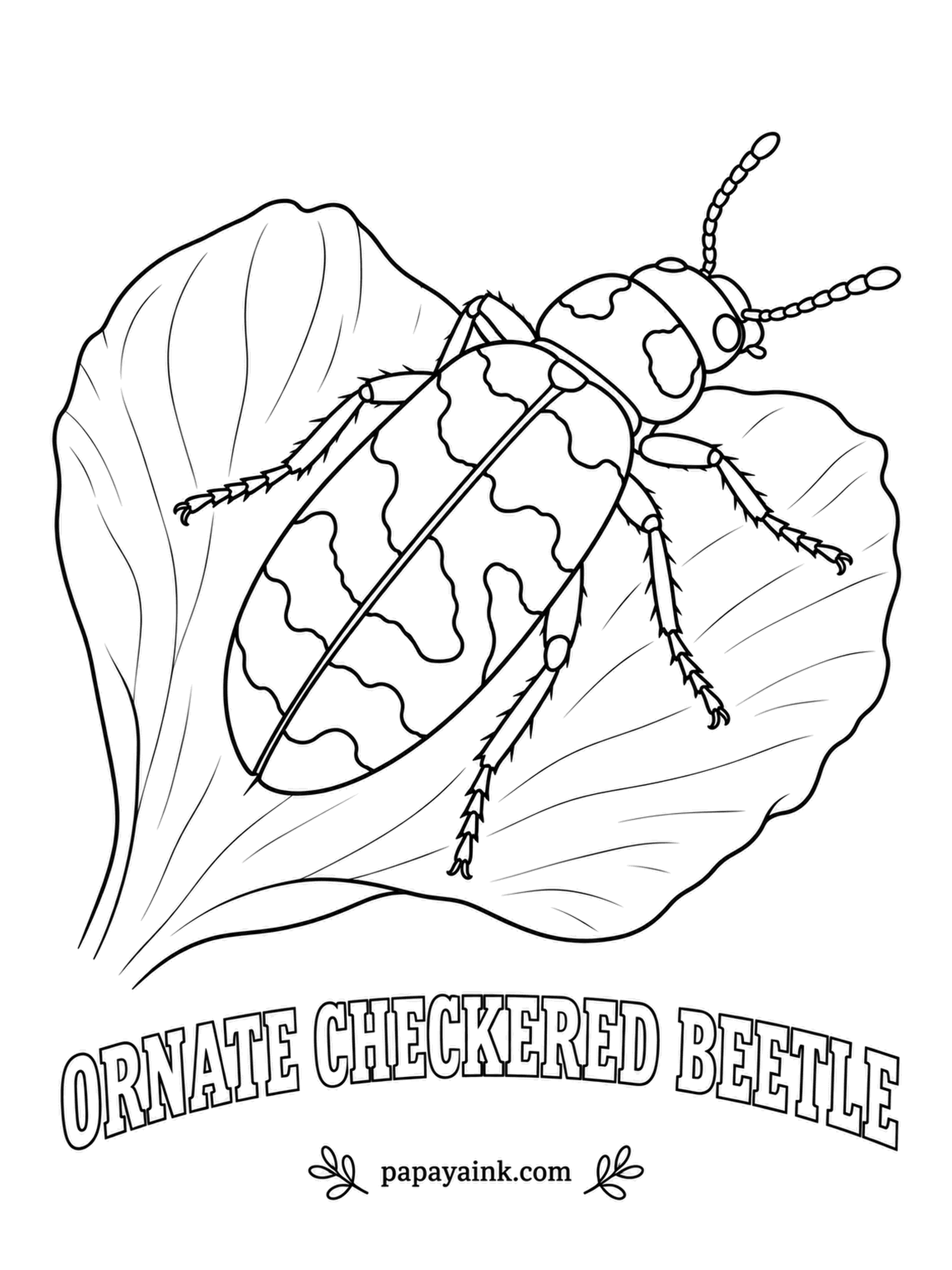 Beetle Coloring Pages - Wasp-colored and pollen-dusted, the ornate checkered beetle spends spring on flowers, while its larvae grow up inside the nests of bees. Red-orange and blue-black bands, with sharp wavy edges between them.
