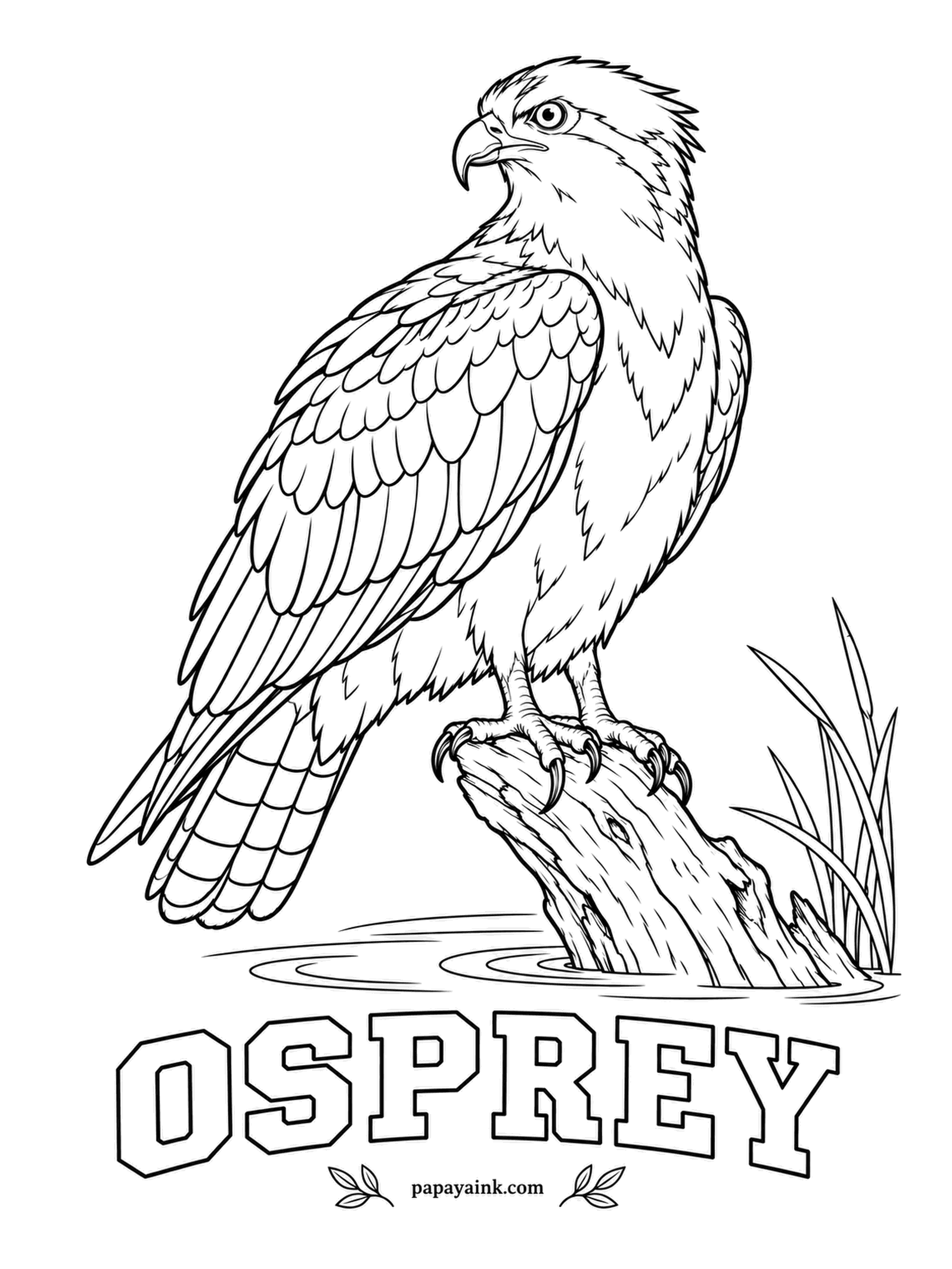 Printable Bird Coloring Pages - It hits the water feet first, its outer toe swinging backward to grip a fish two forward, two back. The Osprey is brown above and white below, with a dark stripe through the yellow eye. Barred tail in light and deep brown.