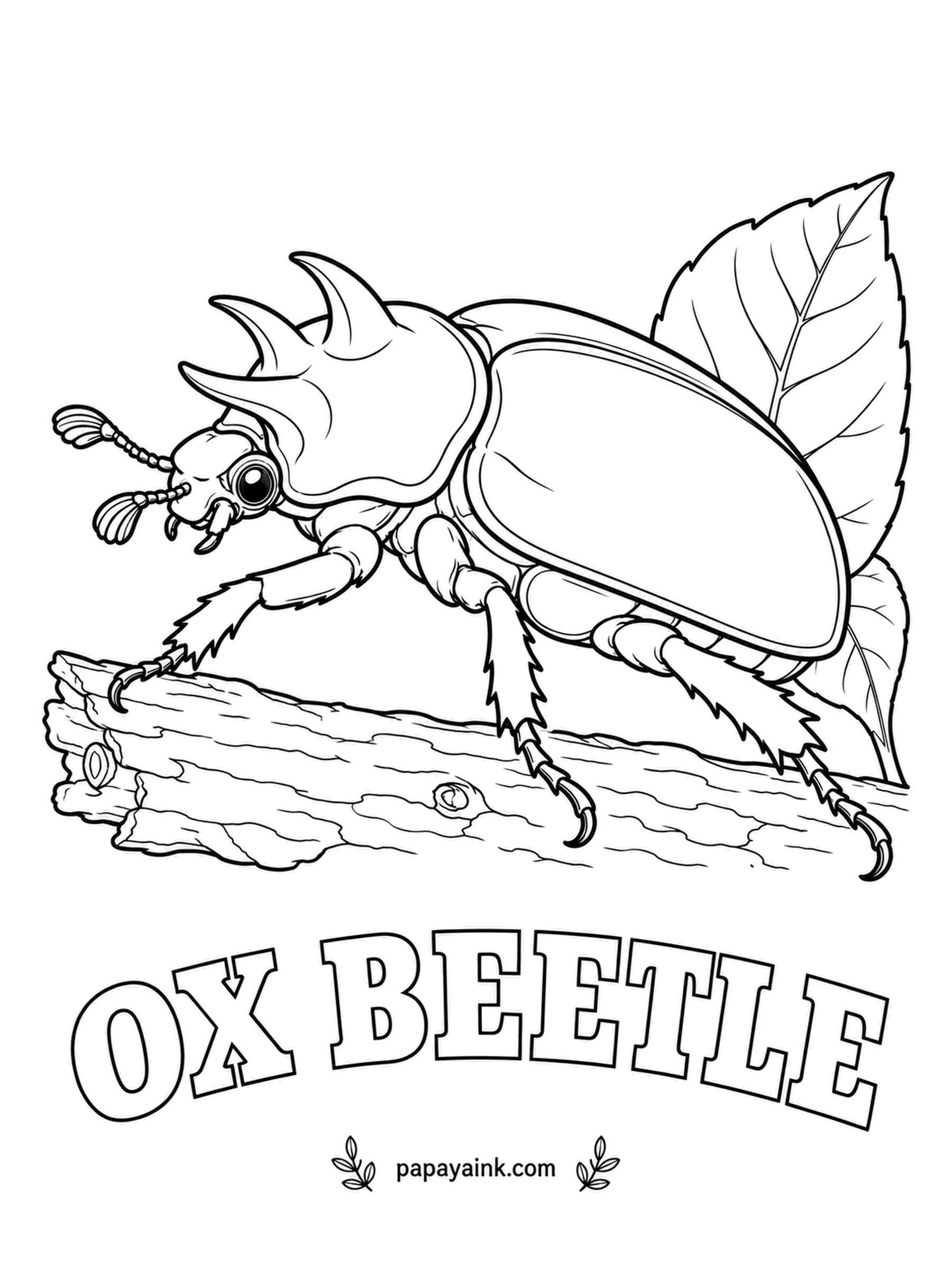 Beetle Coloring Pages - Horns on the shoulders instead of the head: the ox beetle's points rise from the thorax like a small set of antlers. It ranges from the southern United States into South America. Reddish brown with a varnished finish.