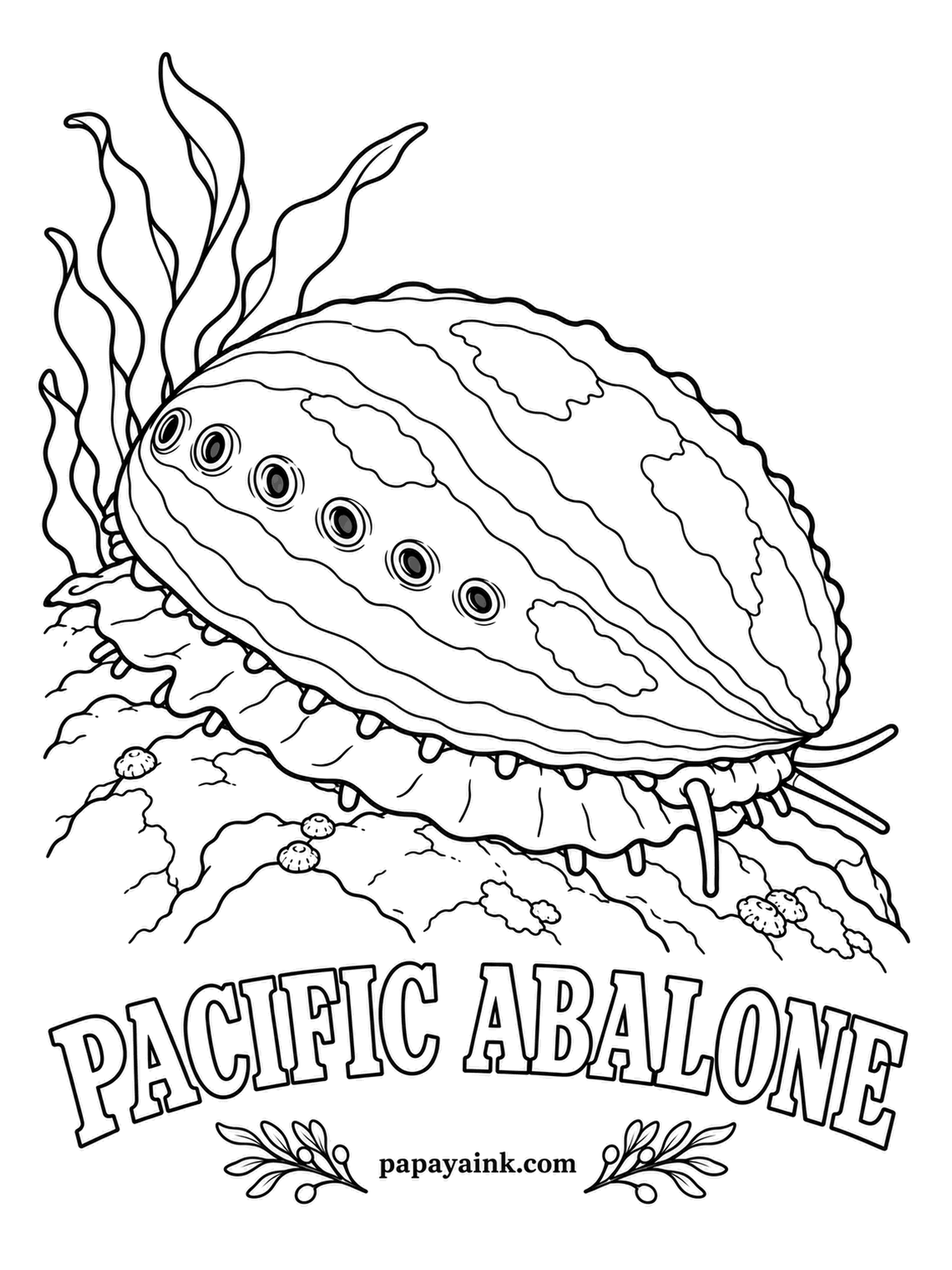 Sea Creature Coloring Pages - Count the holes: that row is how an abalone breathes, and as the animal grows, new holes open at the front while old ones seal behind. Turn one over and the inside is pure rainbow mother-of-pearl. Outside, brick red to olive brown.