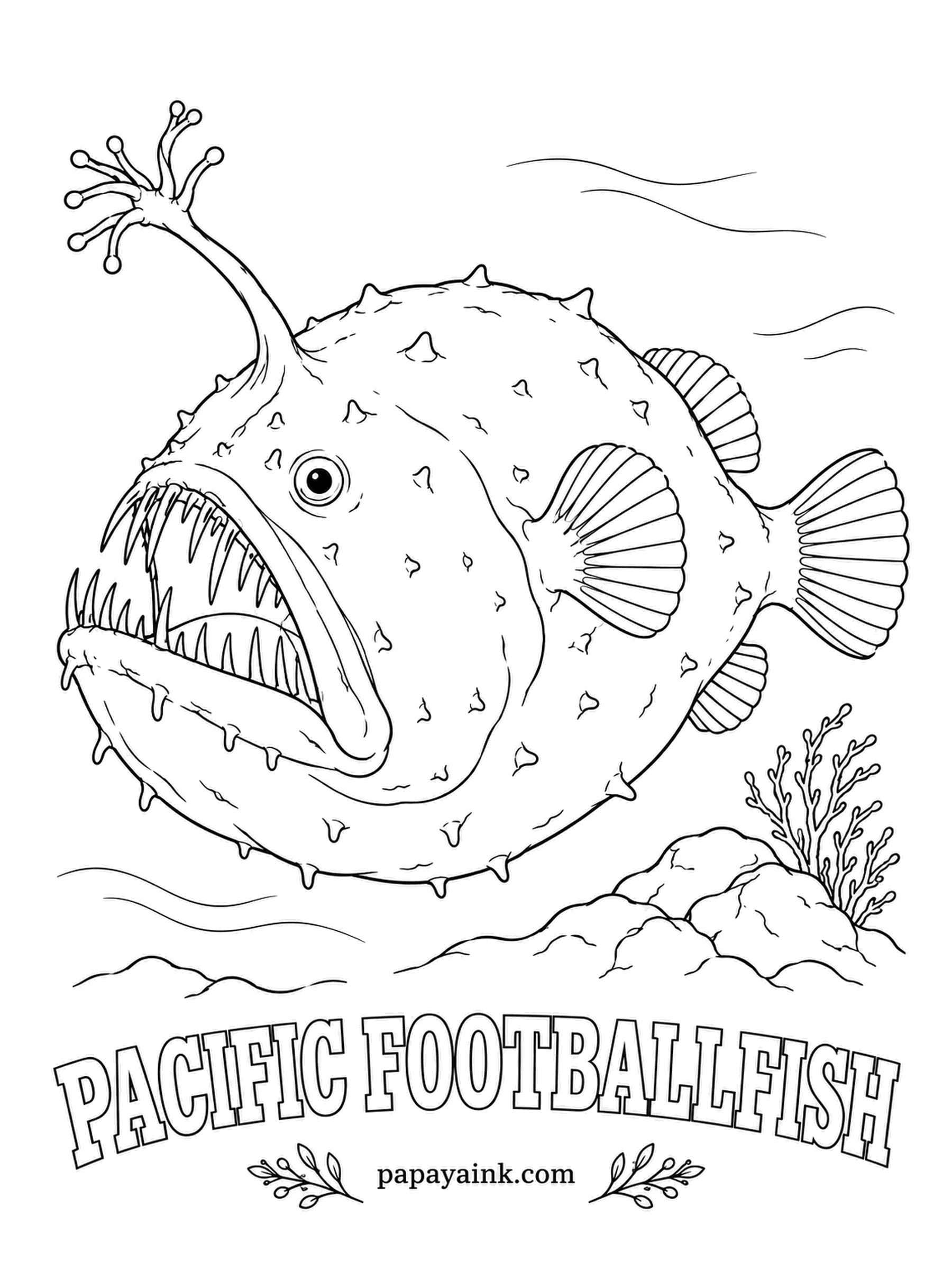 Ocean Fish Coloring Pages - Shaped like the ball it is named for, and about as fast. The branched lure on its brow ends in glowing tips. Its mate is tiny by comparison and spends his life searching the dark for her. Coal black with darker spines.