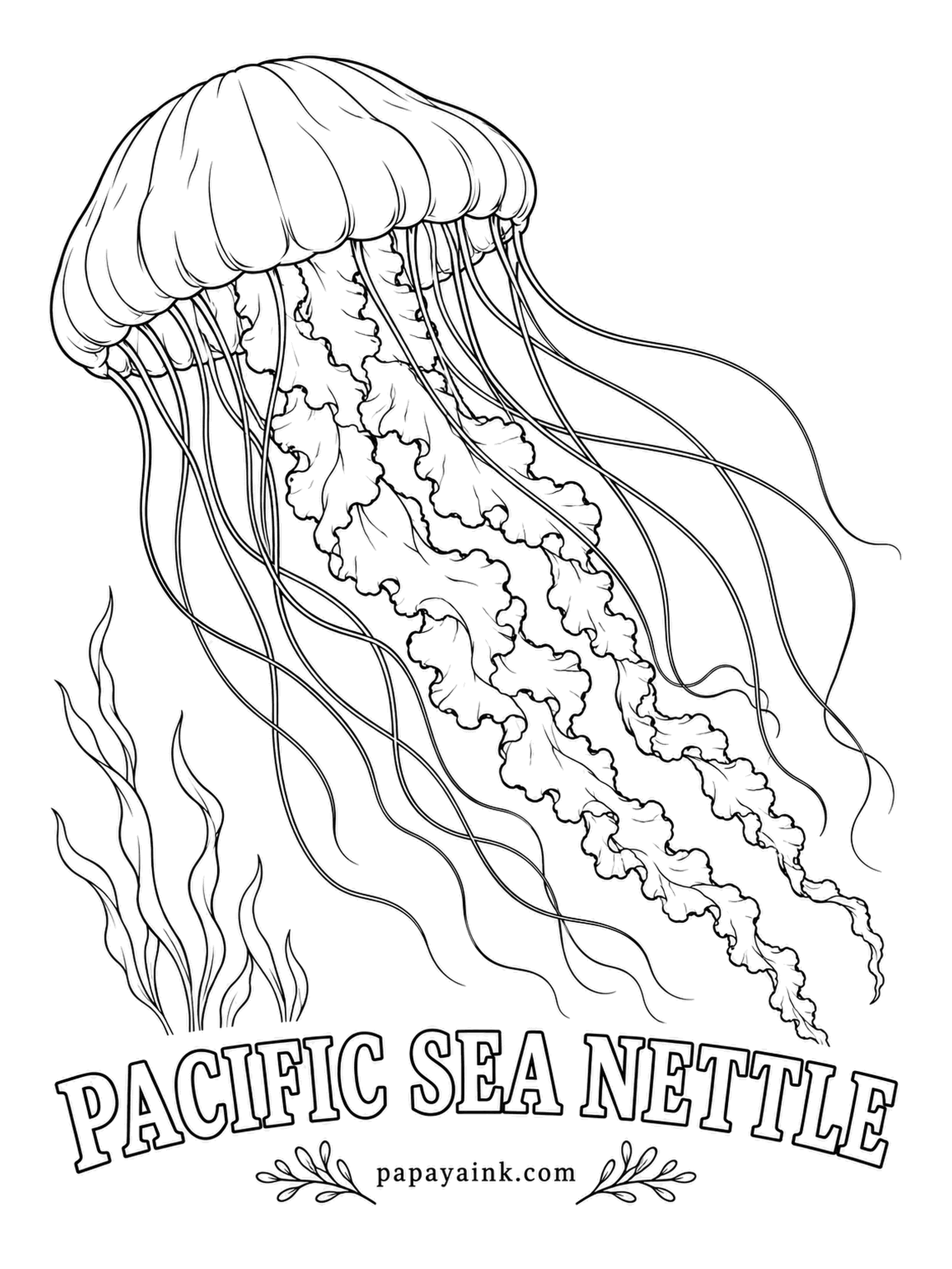 Sea Creature Coloring Pages - A regular at public aquariums, where the golden bell pulses slowly under blue light. Its long maroon tentacles sting small prey, and frilly cream arms pass the catch up to the mouth. Amber gold on the bell, deep maroon for the tentacles.
