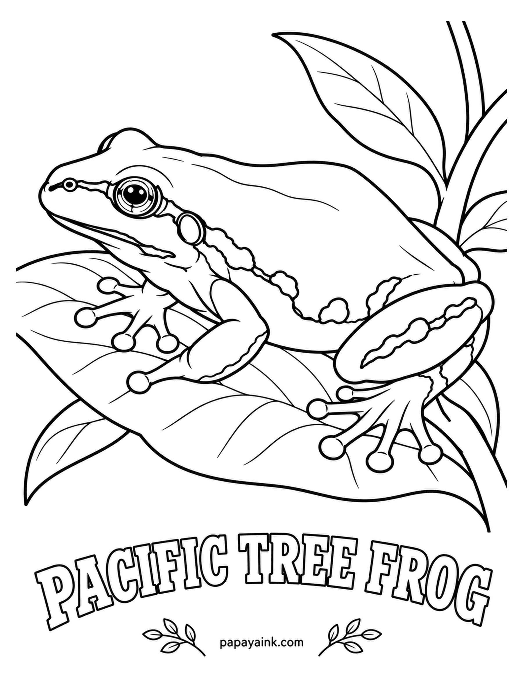 Amphibian Coloring Pages - Whenever a movie frog says "ribbit", you are hearing the Pacific tree frog, the one species that really makes that sound. A dark bandit mask runs through both eyes. It shifts from green to brown within hours, so both are correct.
