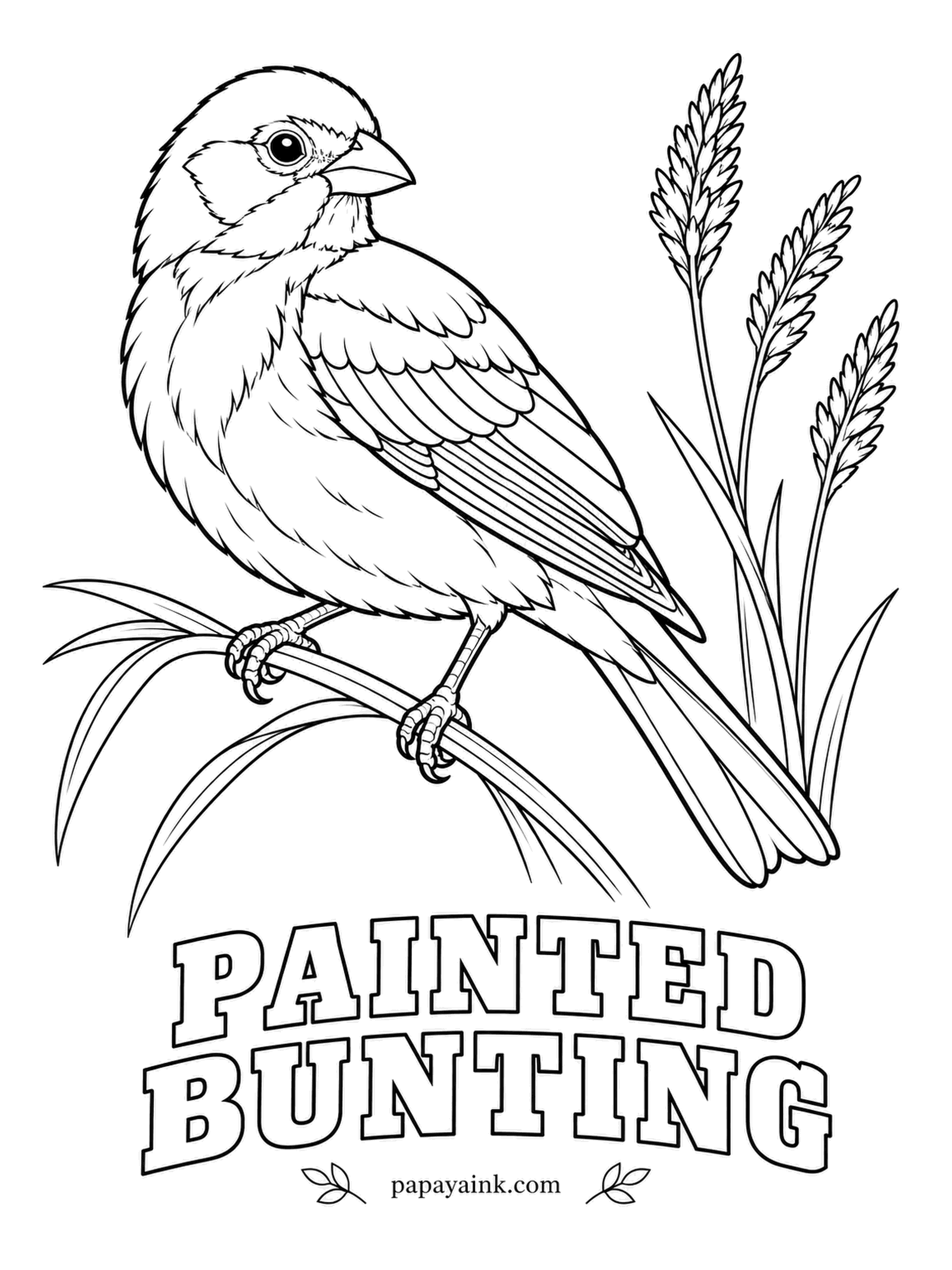 Printable Bird Coloring Pages - French settlers called it the nonpareil, the bird without equal, and the male still earns the name. A Painted Bunting has a blue head, a red eye ring, a lime-green back and red underparts. The female is plain green all over, so pick one.