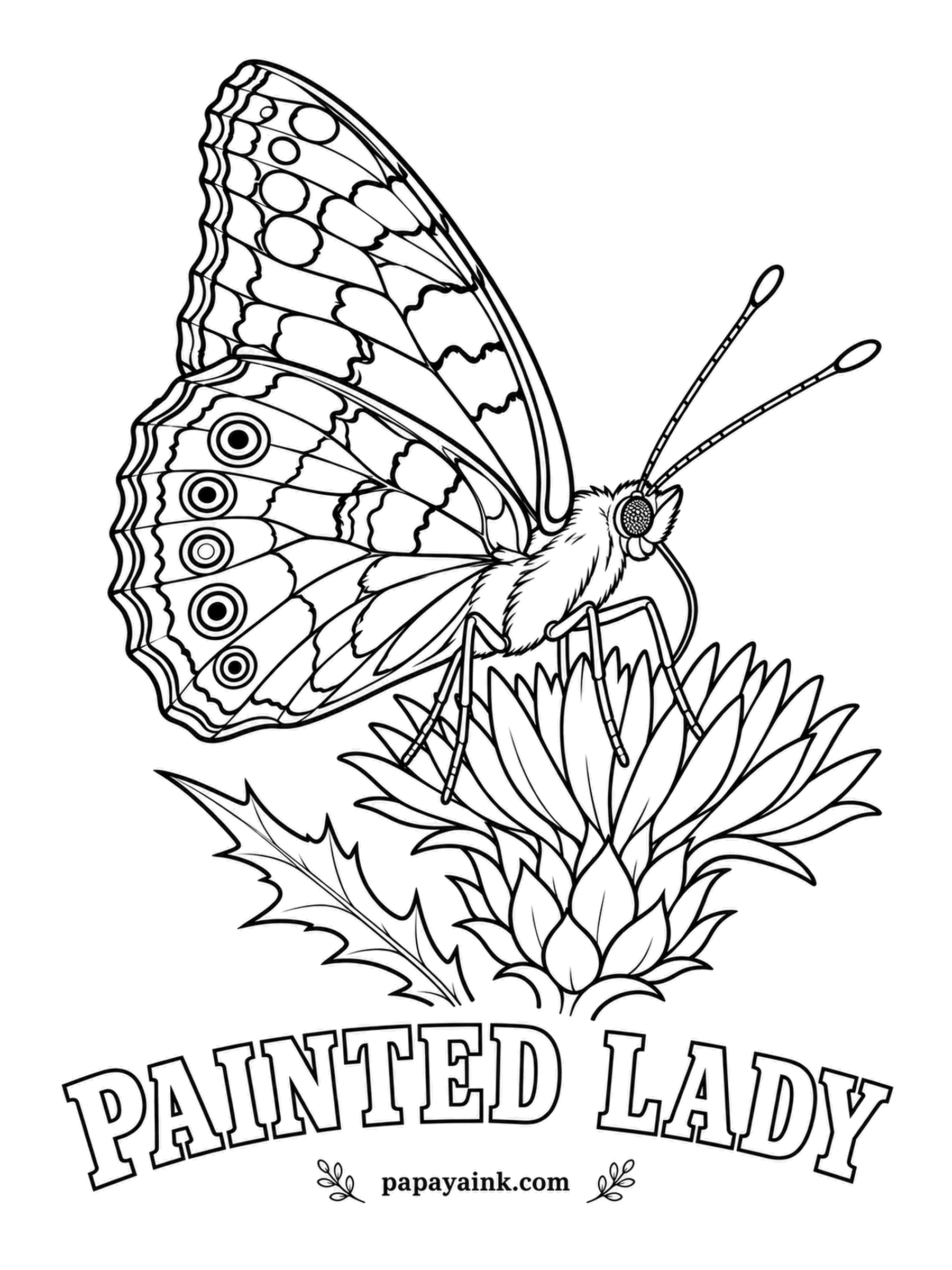 Butterfly and Moth Coloring Pages - Sitting on a thistle, the plant it was once named after, and found on nearly every continent - the most widespread butterfly on Earth. Salmon-orange wings with black tips and white spots.