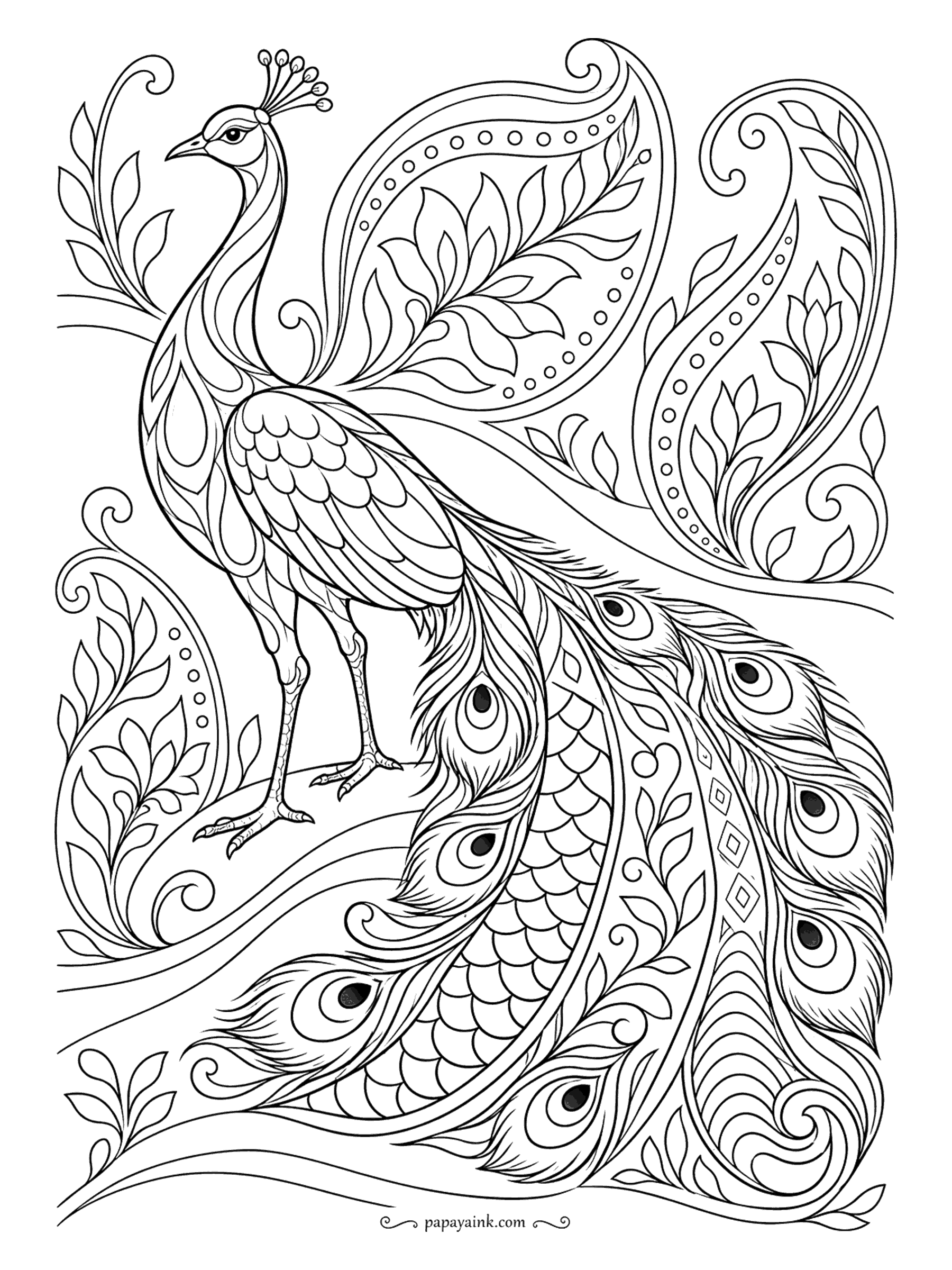 Peacock Coloring Pages - Paisley all the way: the tail dissolves into teardrops, leaf scrolls and dotted borders instead of plain feathers. The bird stands on a curling vine. Detailed. Treat it like a textile print and repeat a small set of colors.