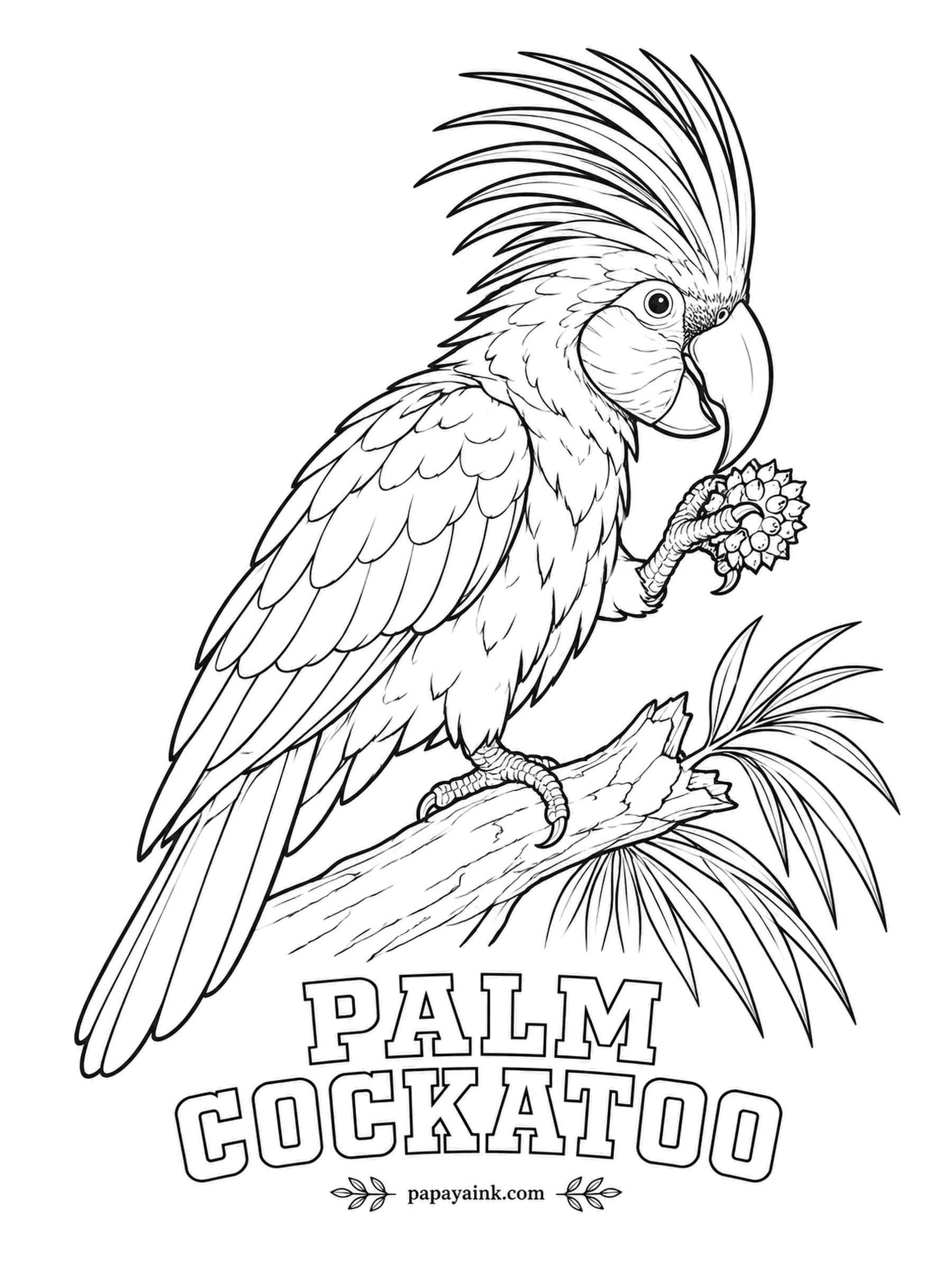 Realistic Bird Coloring Pages - Musicians are rare among animals, but the male palm cockatoo shapes a stick into a drumstick and beats a rhythm on a hollow tree. Smoky charcoal plumage, a towering crest, a huge dark beak and red cheek patches that flush deeper when he is excited.