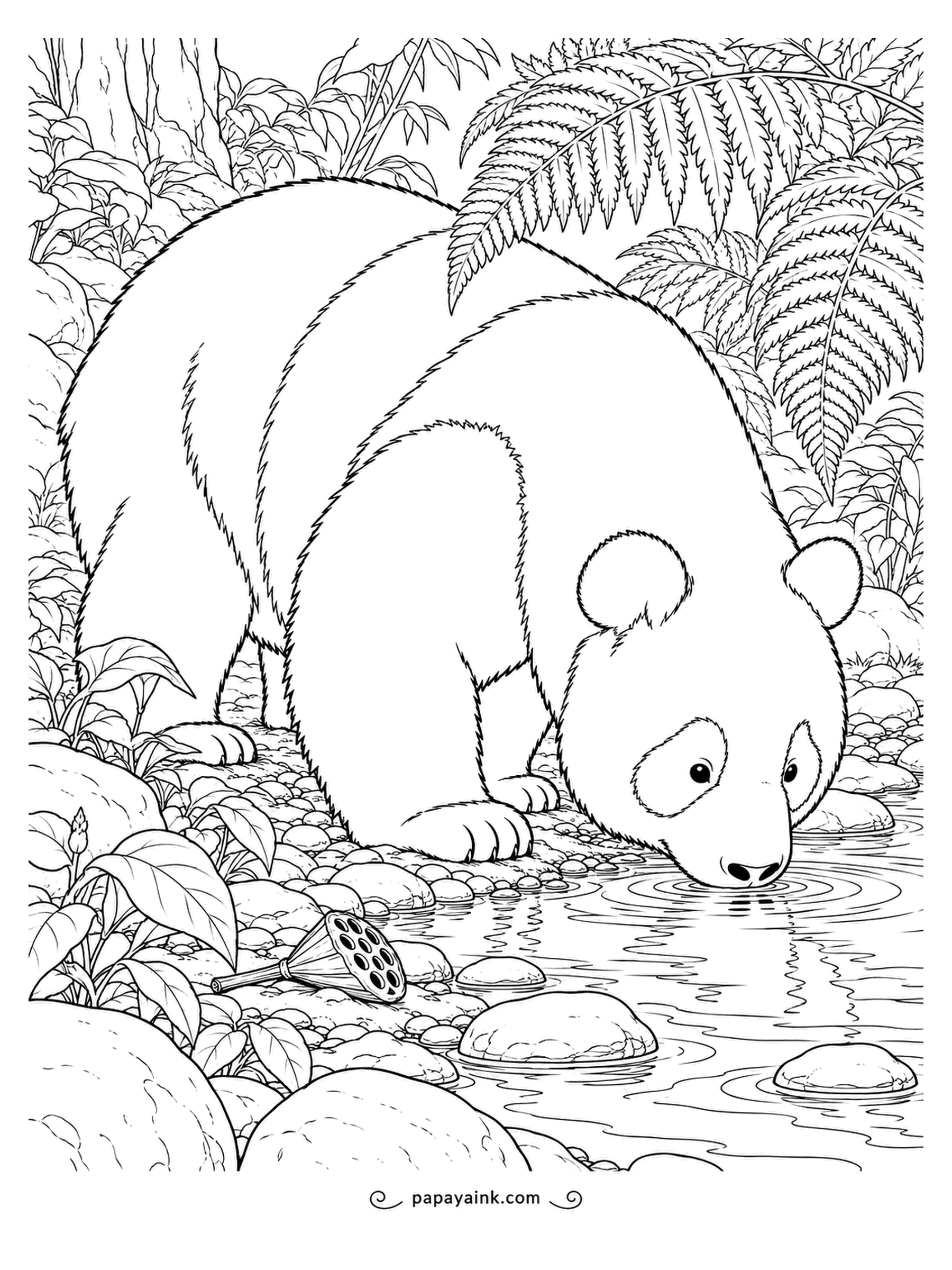 Panda Coloring Pages - Wild pandas drink fresh water every day, usually from mountain streams near their feeding grounds. This one bends to a shallow spring among ferns and mossy stones. Realistic fur and woodland detail.