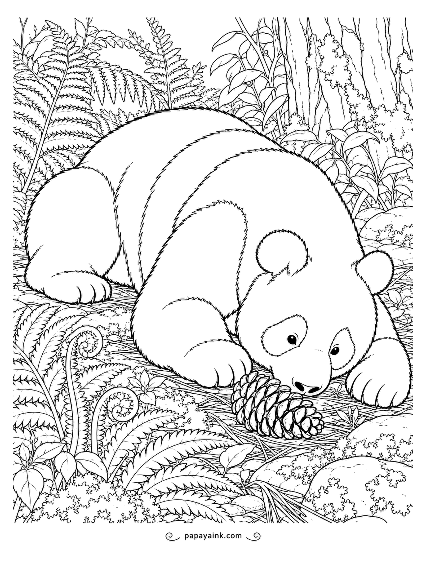 Panda Coloring Pages - Bamboo thickets in panda country often grow beneath tall conifers, so pinecones are part of the scenery. This one sniffs a fresh cone among the ferns. Detailed forest floor for patient pencils.