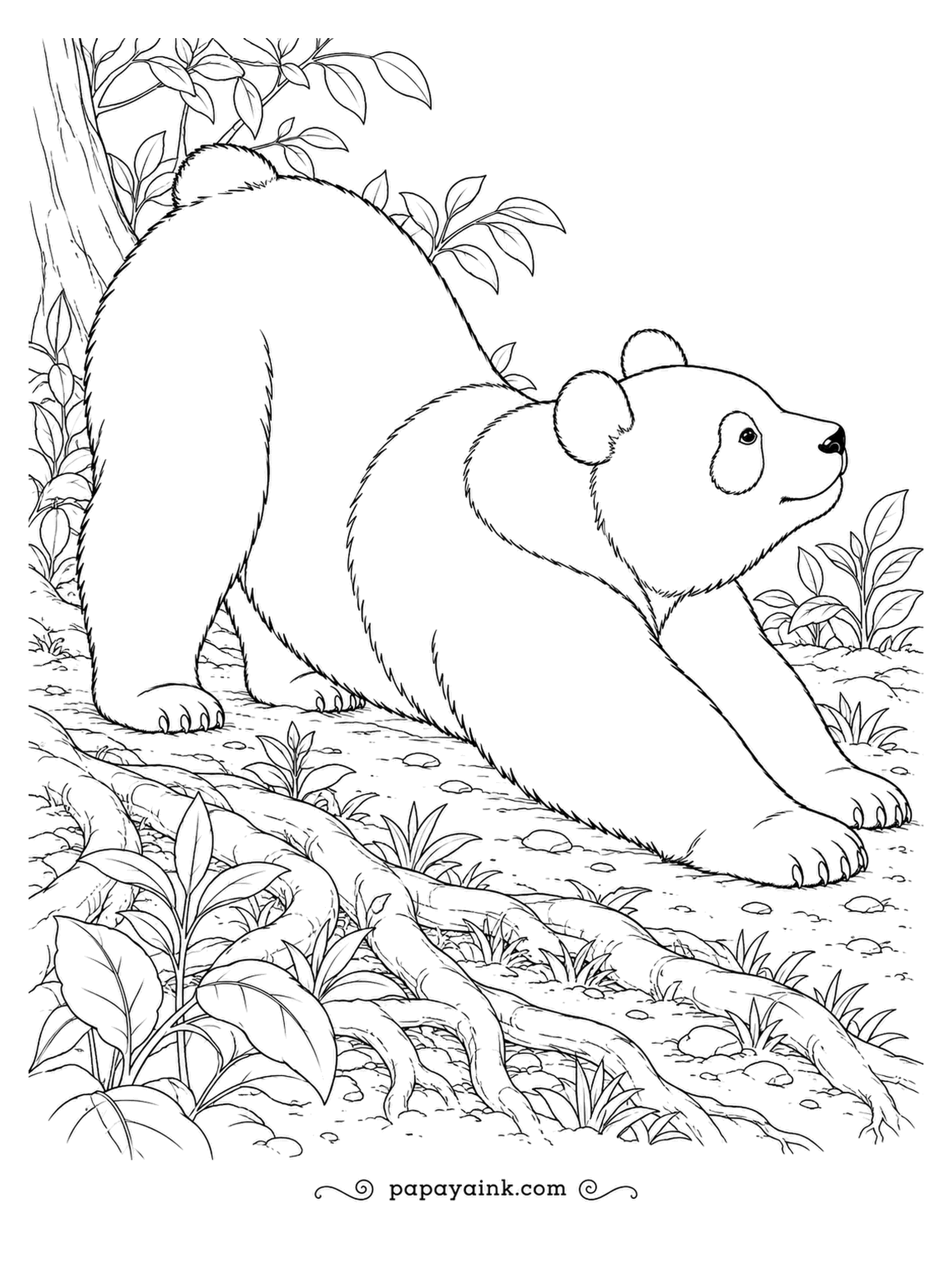 Panda Coloring Pages - A long morning stretch over the tree roots, front paws forward, back end up. Pandas spend most of the day eating and resting, so a good stretch counts as exercise. Soft realistic fur and leafy undergrowth.