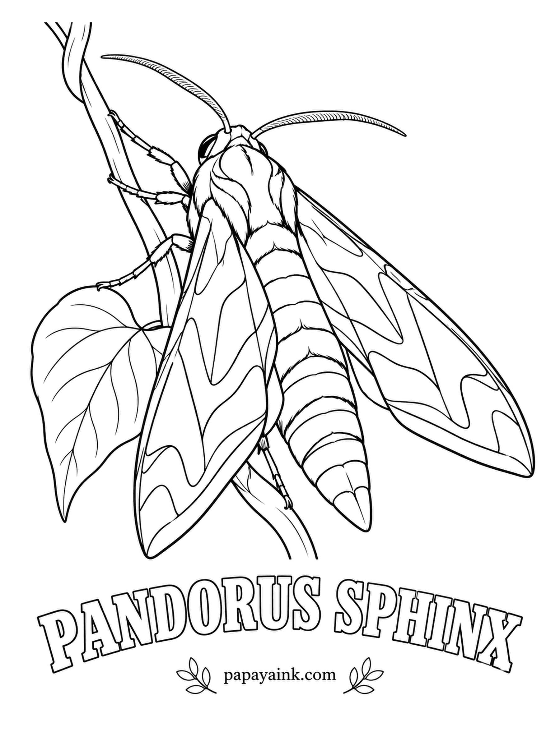 Butterfly and Moth Coloring Pages - Camouflage in olive and moss green with darker green patches and a few pink streaks, which makes sense for a moth that spends its days flat against a vine. Grape and Virginia creeper feed the caterpillar. Detailed.