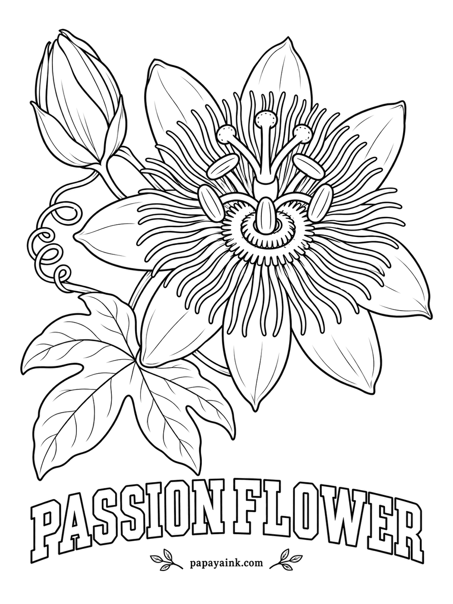 Free Flower Coloring Pages - The fruit sold as passion fruit grows on a vine much like this one. The fringe of fine threads ringing the flower is called the corona; band it purple at the base, white in the middle and blue at the tips. Detailed.