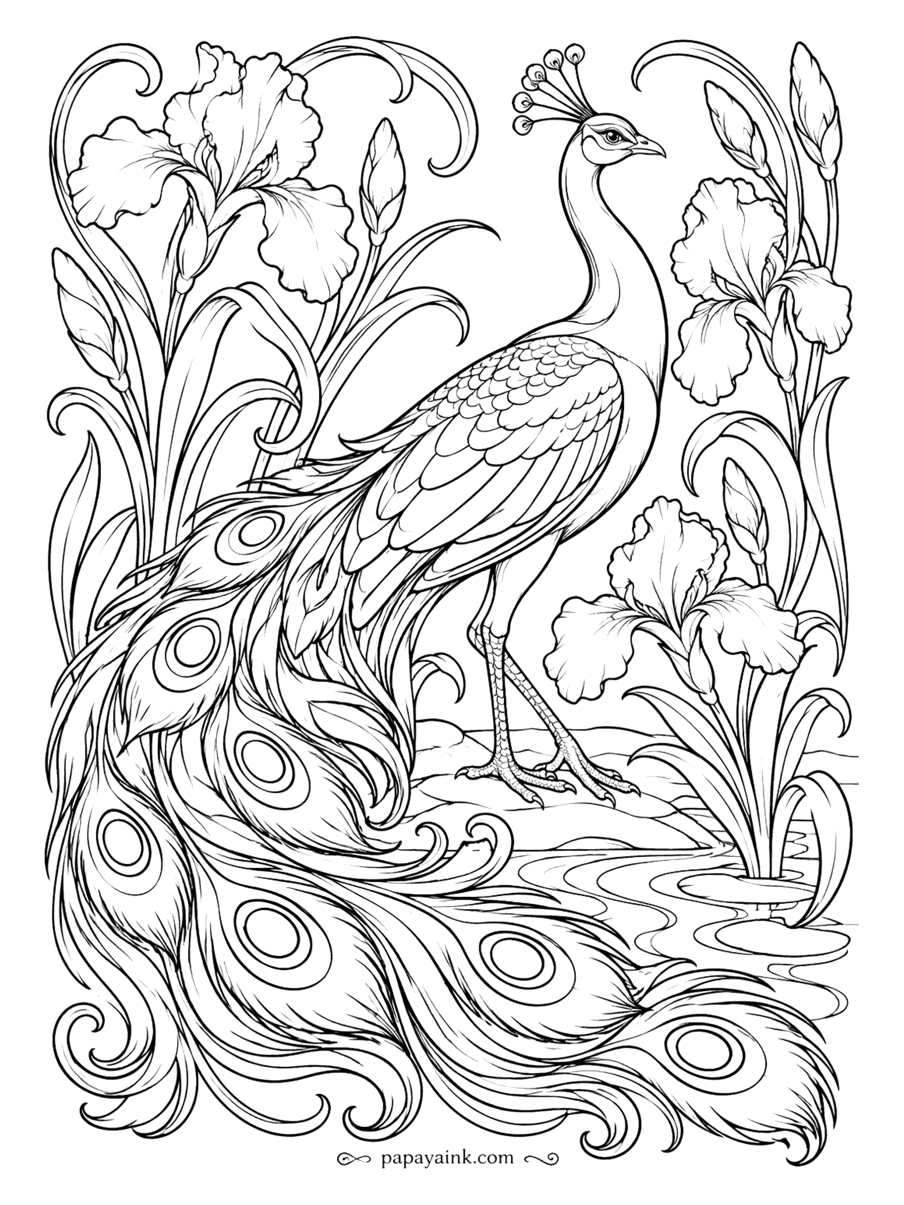 Peacock Coloring Pages - Bearded irises as tall as the bird, which is the point: a peacock's train looks even longer when the flowers compete with it. Water ripples at his feet. Try purple petals against a green-and-gold tail.