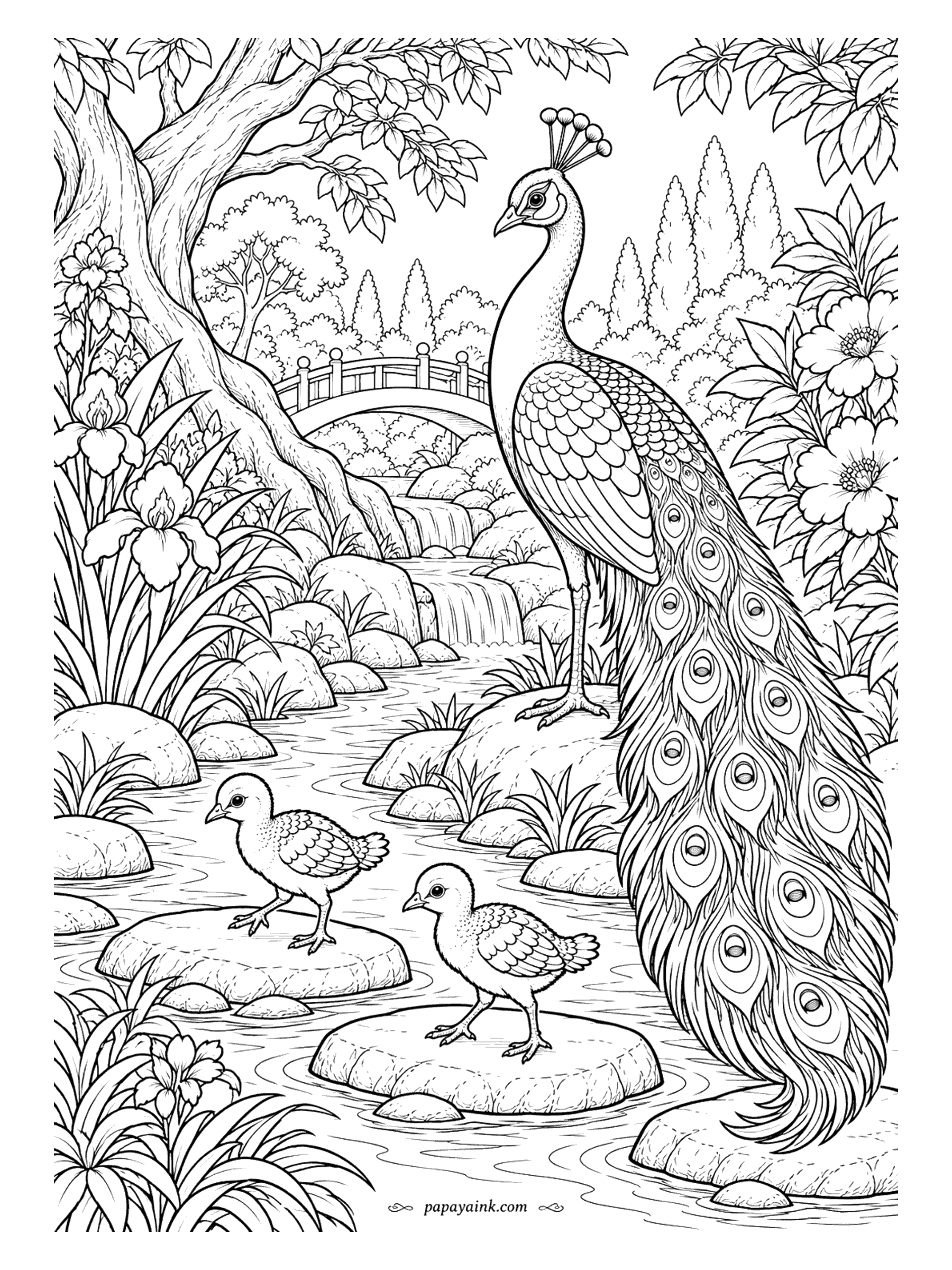 Peacock Coloring Pages - Two chicks test the stepping stones while a peacock with a full train keeps watch. Behind them an arched footbridge, a waterfall and more foliage than anyone finishes in one sitting. Detailed. Real peachicks are brown and buff - a break from all the blue.