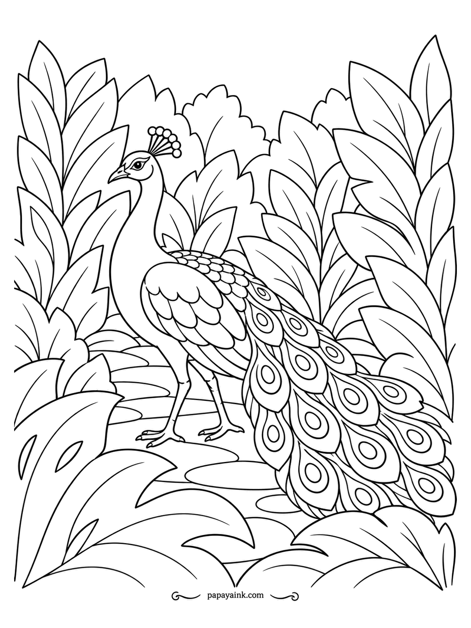 Peacock Coloring Pages - The path runs between walls of oversized leaves, layer after layer, and its only traveler walks it like a corridor built for him. Shade the back leaves darker and the front ones lighter, and the canyon opens up.