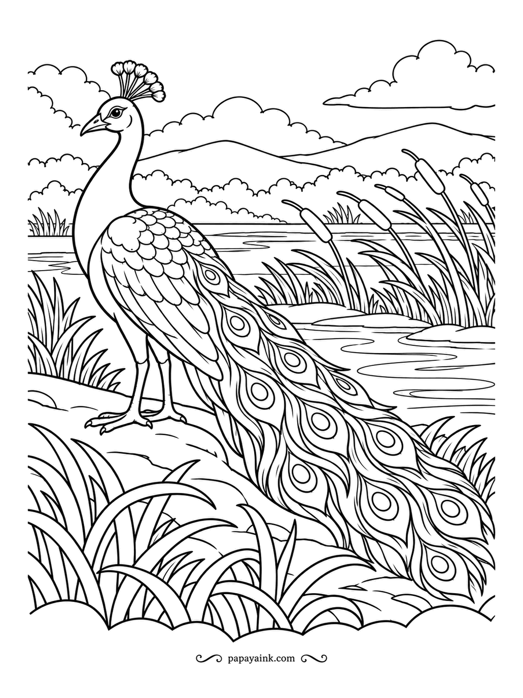 Peacock Coloring Pages - Reeds and cattails all bend one way in the wind, and the peacock on the bank holds his ground, train swept to one side. Wide water and open sky leave space for soft blues. Nothing too fussy, start to finish.