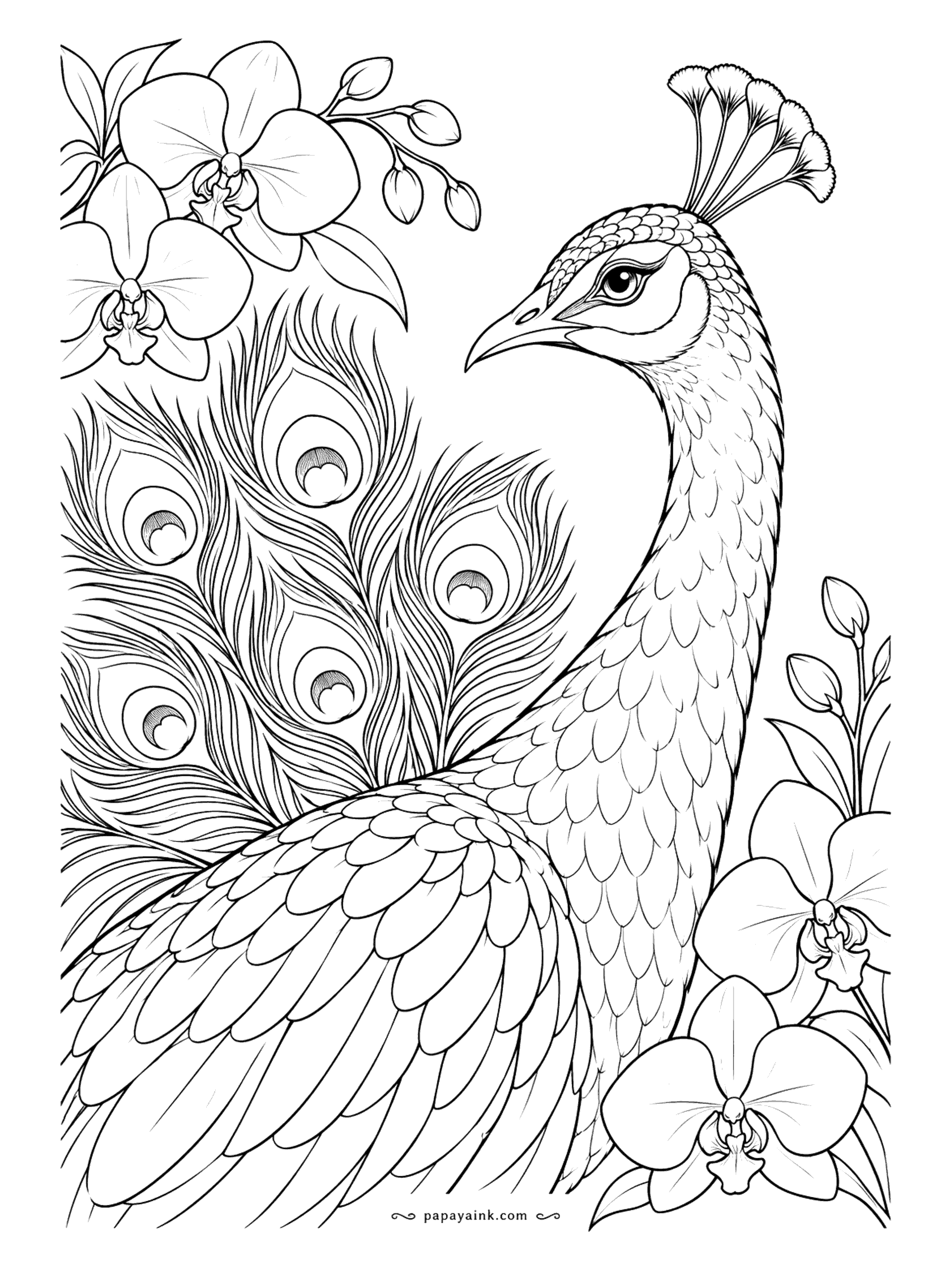 Peacock Coloring Pages - Close-up: head, neck and shoulder, with orchids tucked around the frame and tail feathers crossing behind. The crest fans up like a tiny crown. Neck feathers are small scales, so a gradient from blue to green works well here.