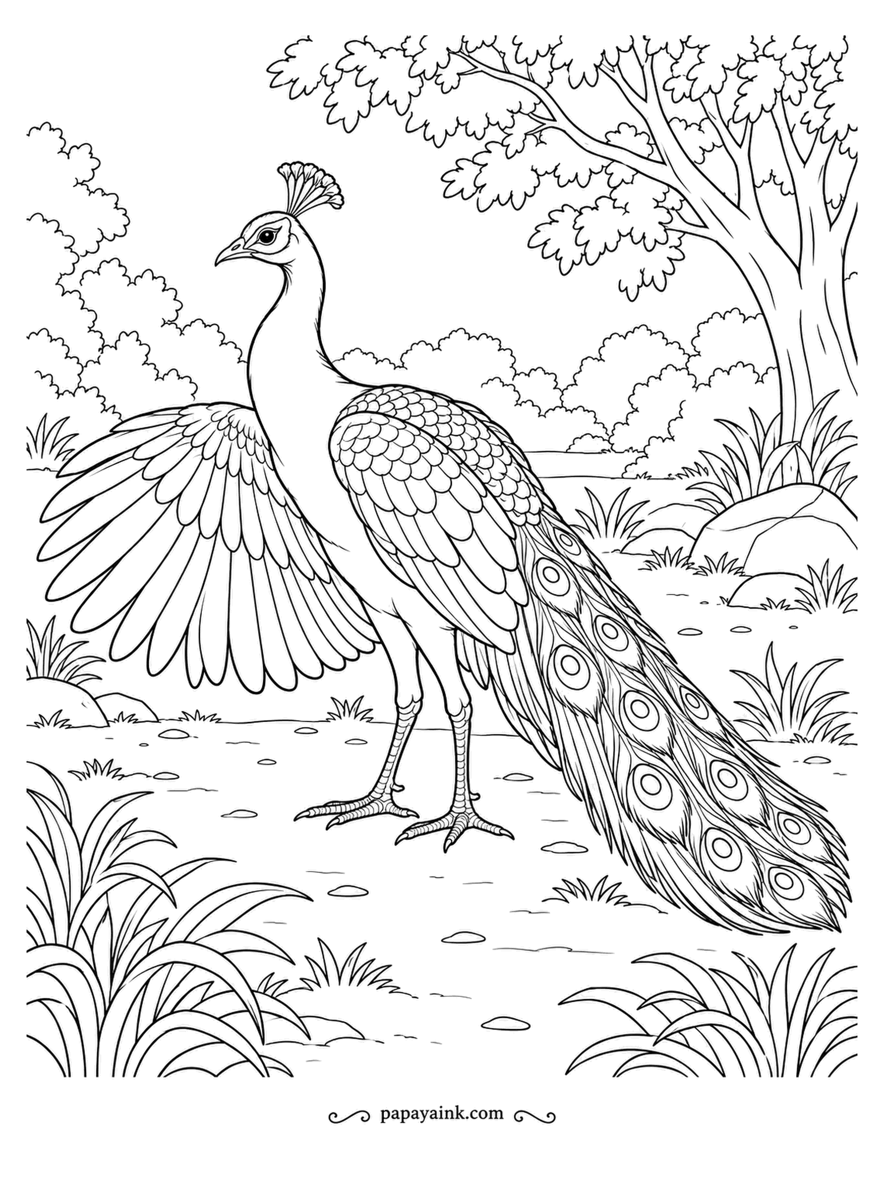Peacock Coloring Pages - One wing stretched wide, the rest of him perfectly still. The flight feathers of an Indian peacock are actually a rusty chestnut, a detail most people never notice. Color them that way and the whole bird looks more real.