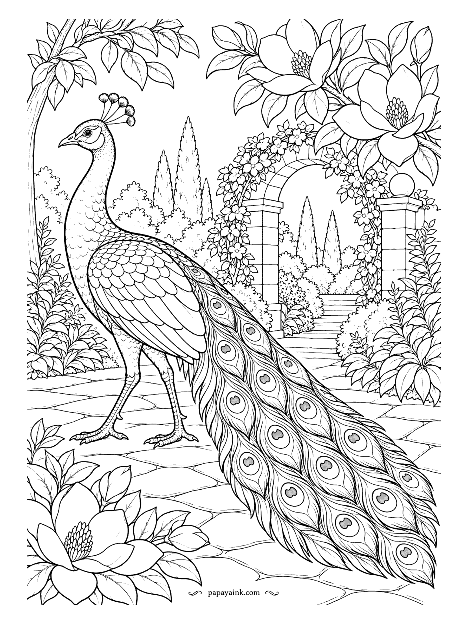 Peacock Coloring Pages - Morning walk down a stone path, train trailing behind like a wedding dress nobody asked him to carry. Magnolias bloom overhead, cypresses stand along the arch, and the eyespots run all the way to the edge. Detailed - a page for a long evening.