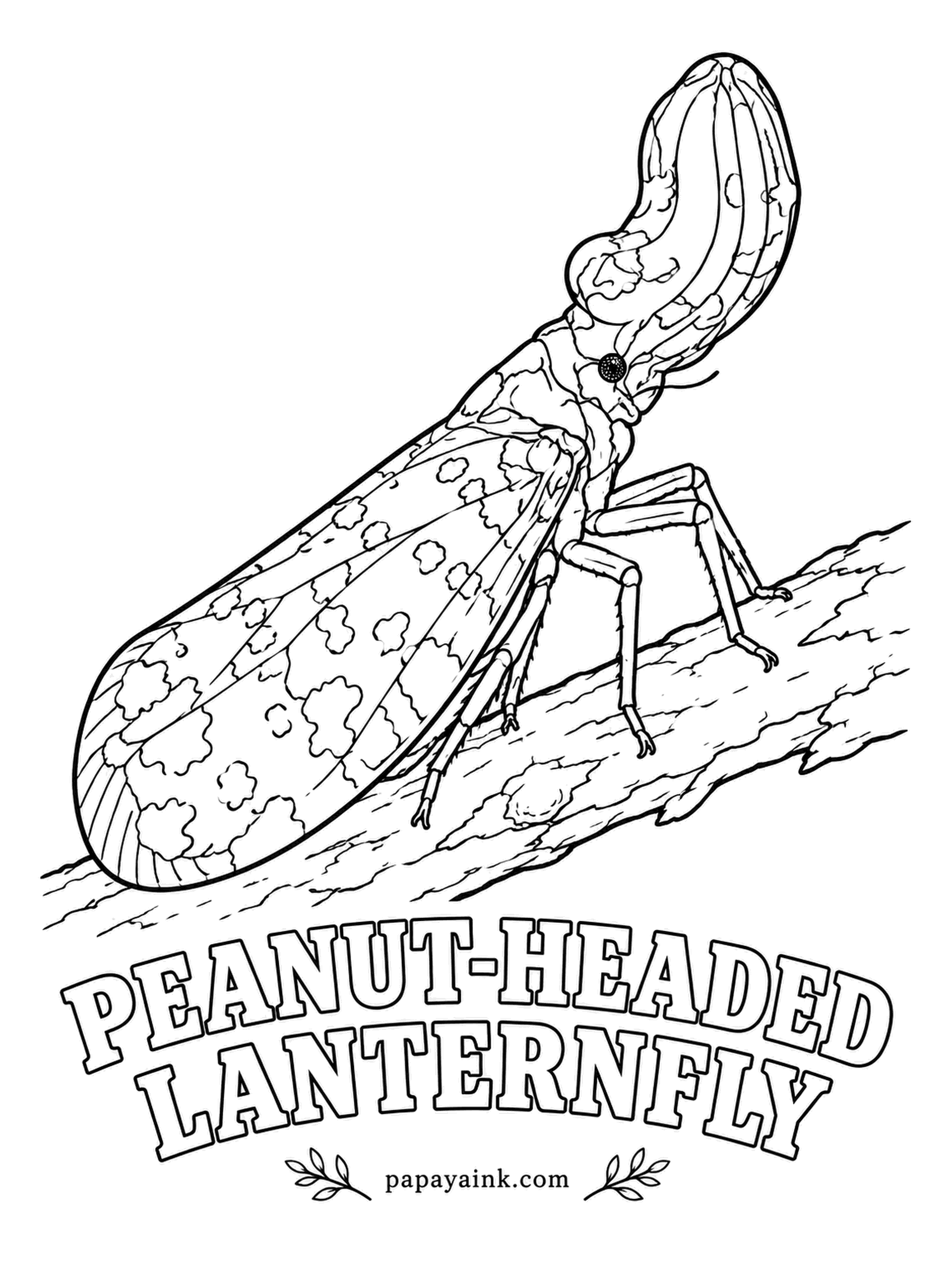 Insect Coloring Pages - Peanut shell or tiny alligator snout? Nobody knows exactly why the giant hollow head evolved. When disturbed, the peanut-headed lanternfly of Central and South America flashes two big eyespots on its hindwings. Mottled gray, cream and brown.