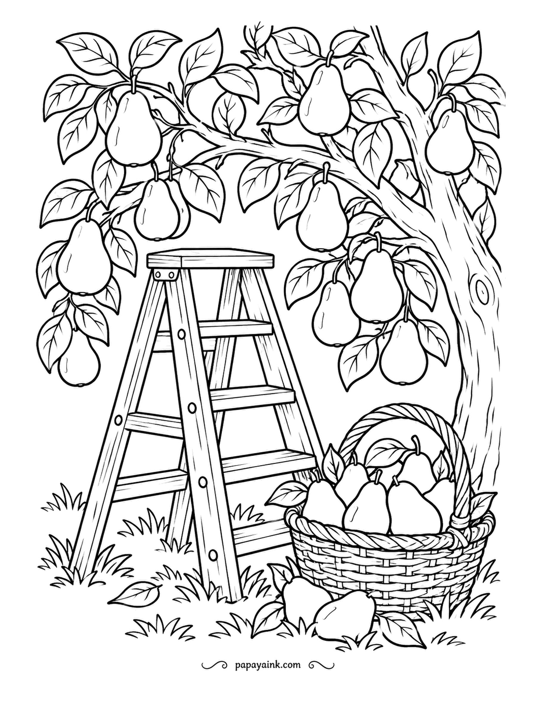 Farm Coloring Pages - Pear tree with a step ladder leaning into it and a basket at the bottom filling up. Whoever was picking has gone for lunch. Yellow-green pears with a touch of russet brown near the stems, and the ladder in plain wood.