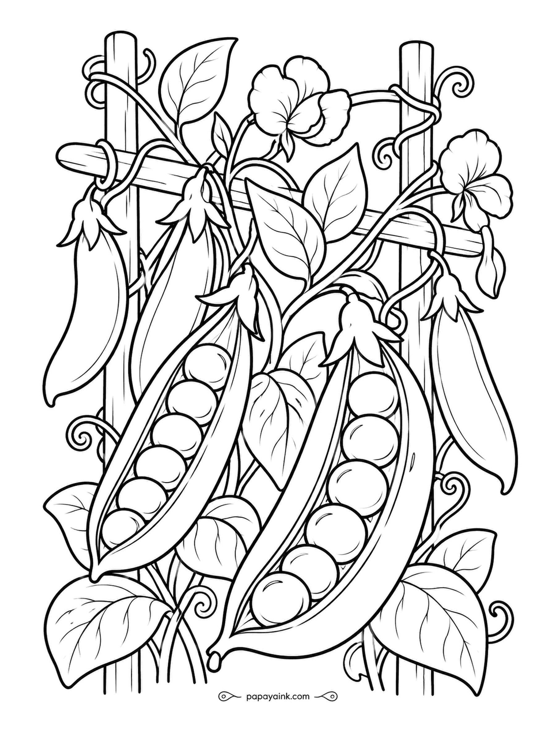 Farm Coloring Pages - Pea vines climbing a simple trellis, two pods split open to show the peas lined up inside, white blossoms at the top. Round shapes and curling tendrils, very little fine detail - a relaxed page. Two shades of green are plenty.