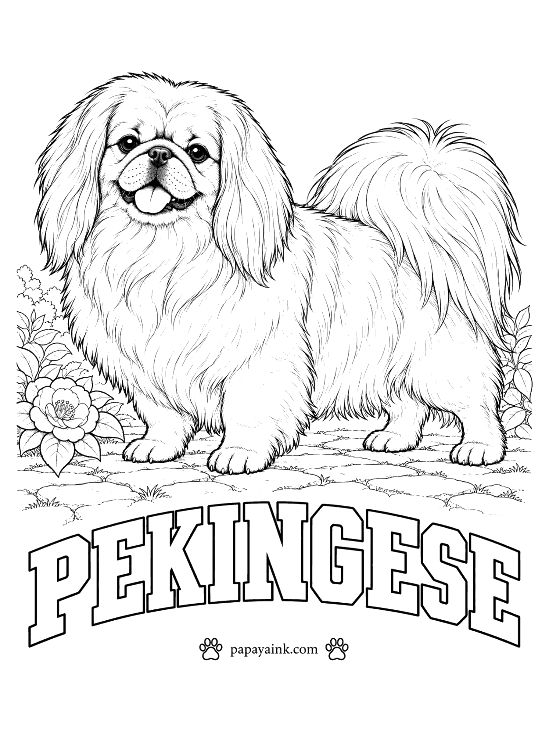Free Printable Dog Coloring Pages - Raised in the Chinese imperial court and carried in the sleeves of robes, the Pekingese has a lion's mane and a rolling walk. Gold, red and sable with a black mask are the classics; cream, black and white also occur.