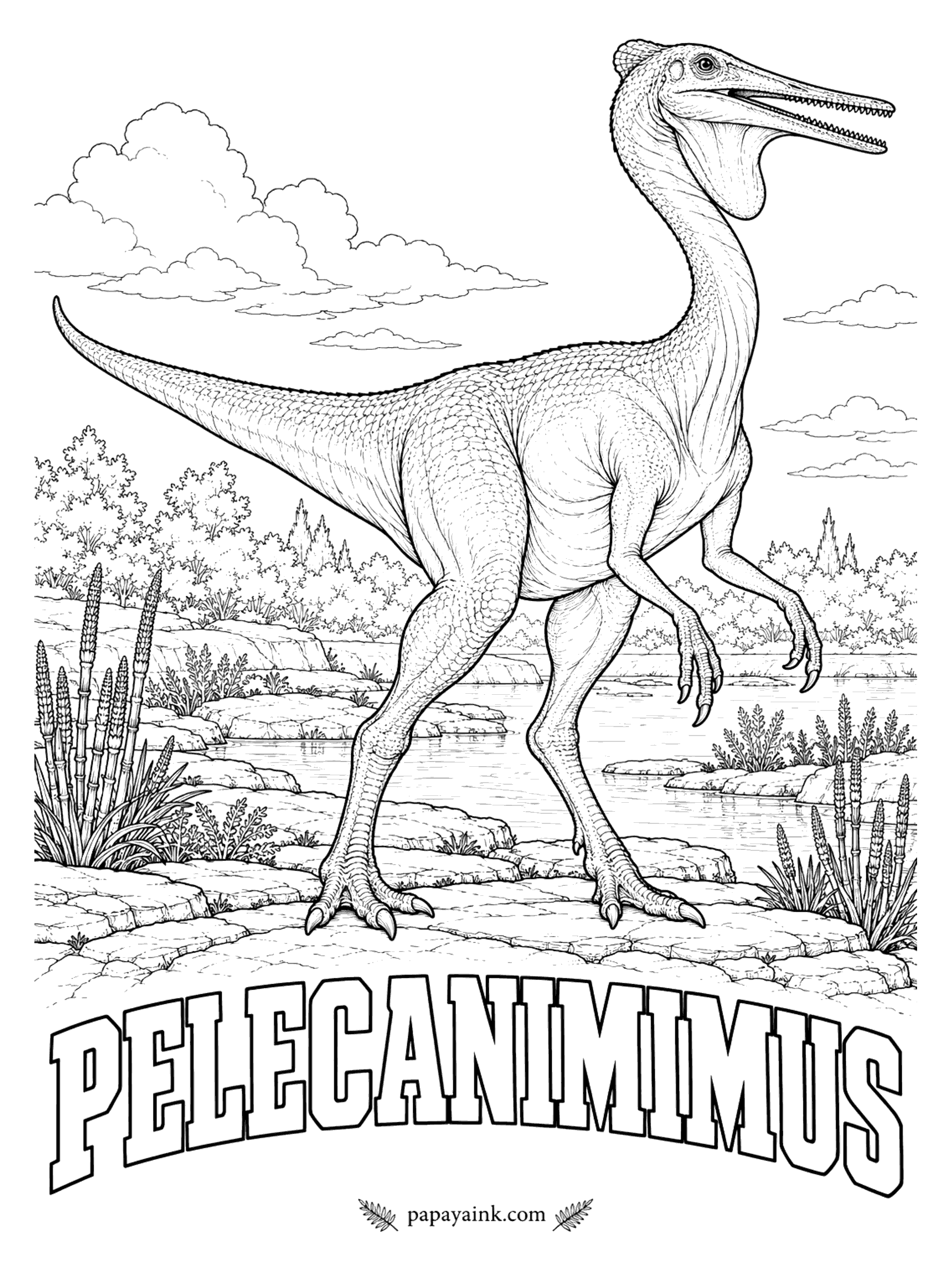 Free Printable Dinosaur Coloring Pages - About 220 tiny teeth, more than any other meat-eating dinosaur, in an animal whose later relatives had none. Pelecanimimus (pel-eh-KAN-ih-MY-mus, pelican mimic) is named for its long snout and the skin pouch under its jaw, preserved in the fossil along with a small crest. It was 6 to 8 feet long. Spain, about 127 million years ago.