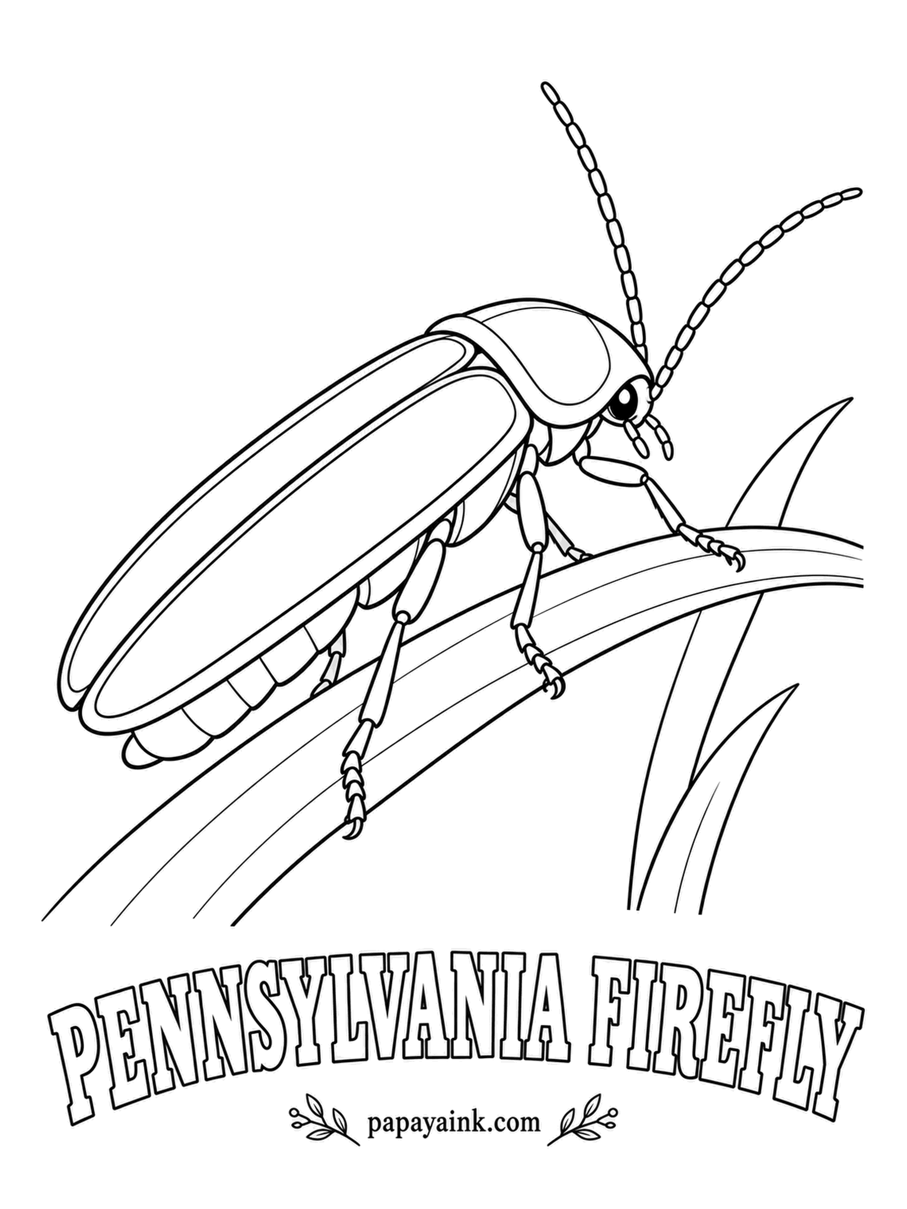 Beetle Coloring Pages - The official state insect of Pennsylvania has a dark side: females copy the flashes of other firefly species to lure their males in for dinner. Butter-yellow edges on dark brown wing covers; leave the tail light white.