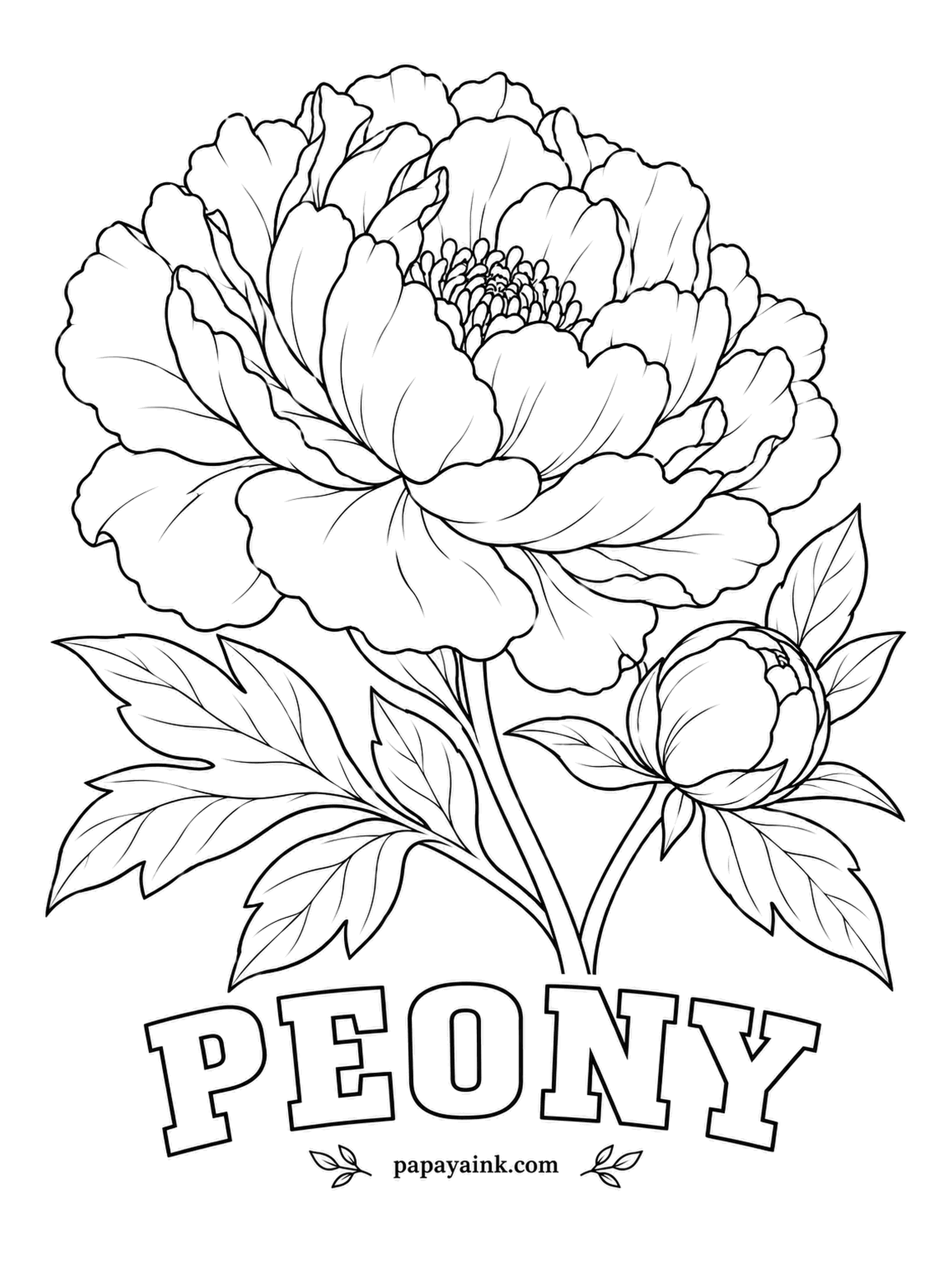 Free Flower Coloring Pages - Leave a peony alone and it can flower in the same spot for a hundred years. This double bloom is all soft folds, so build the pink up in light layers and keep the outer petals almost white.