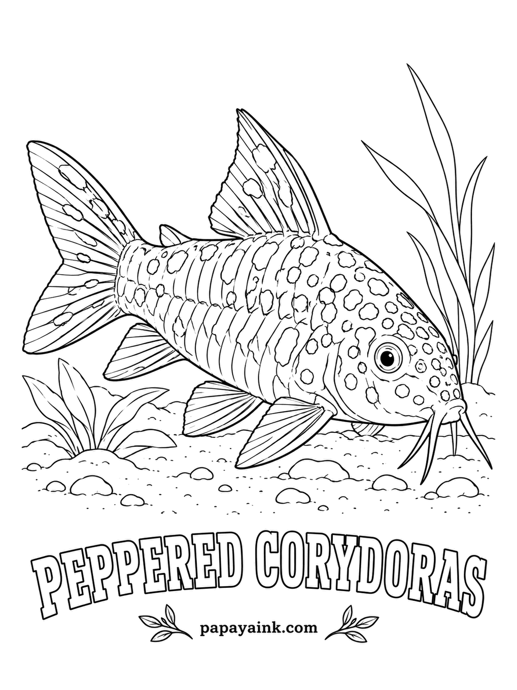 Aquarium Fish Coloring Pages - Charles Darwin collected this catfish near the Rio de la Plata during the voyage of the Beagle, and it has been a tank favorite for well over a century. Detailed - dab dark olive blotches over pale gray-green.