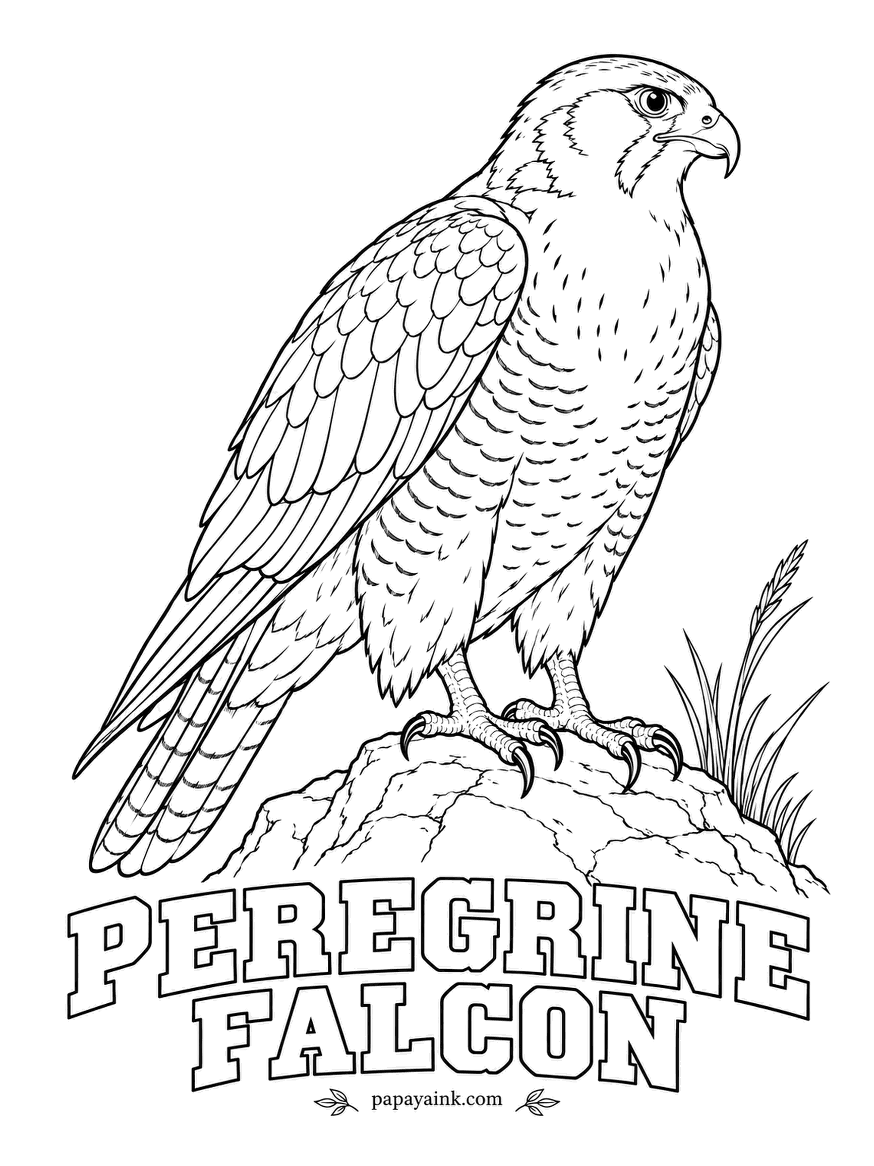 Printable Bird Coloring Pages - In a hunting dive it passes two hundred miles an hour, the fastest any animal moves. A Peregrine Falcon has a slate-gray back, a black helmet with a thick mustache stripe, pale barred underparts and yellow feet. Detailed on the chest.
