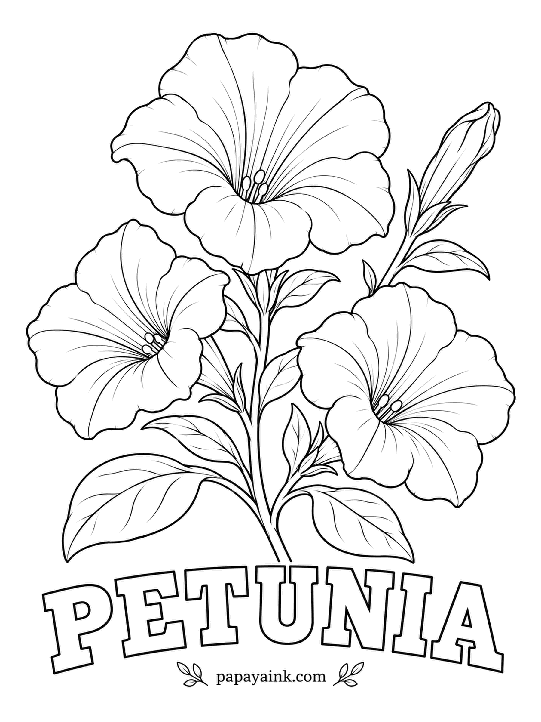 Free Flower Coloring Pages - Petunias belong to the same plant family as tomatoes and potatoes, a surprise to anyone who grows all three. Trace the fine veins running into the throat in a deeper tone of whatever color you choose, magenta or plum.