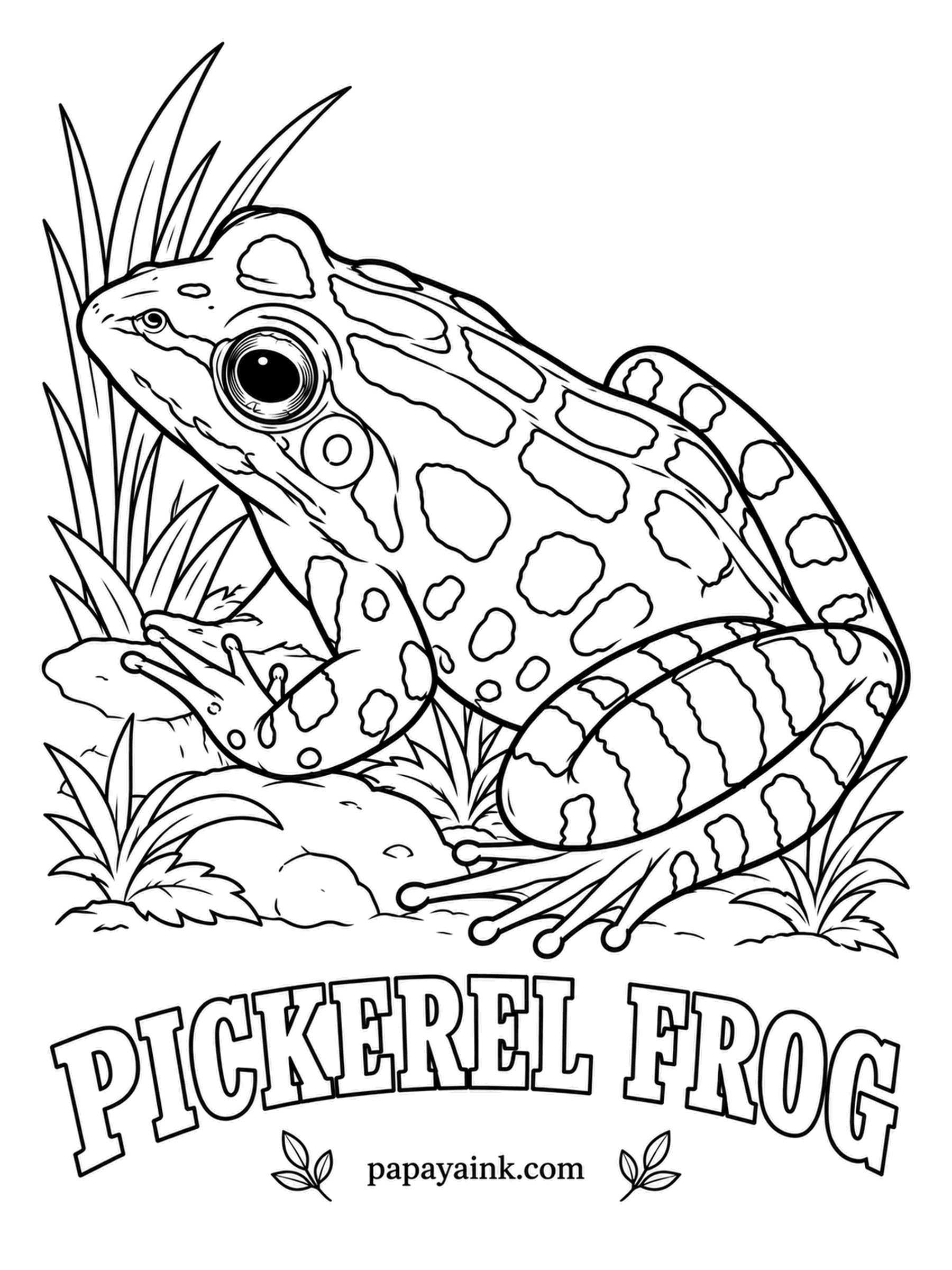 Amphibian Coloring Pages - Snakes usually pass on the pickerel frog: its skin is toxic enough to make other frogs sick. The squarish spots sit in two tidy rows from head to rump. Golden tan with brown spots, plus bright yellow on the hidden parts of the hind legs.