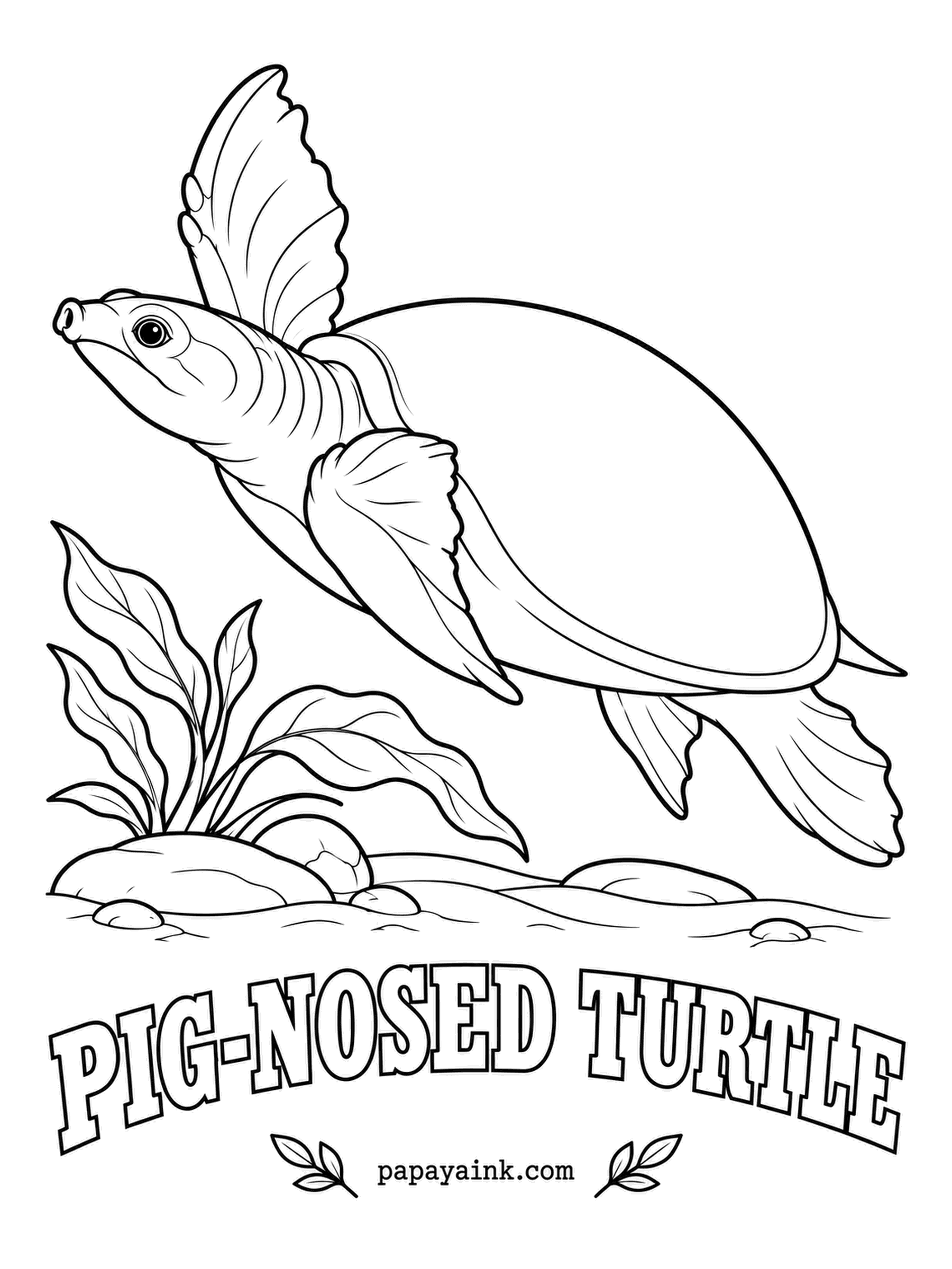 Reptile Coloring Pages - Sea turtle flippers, a soft leathery shell and a snout straight off a piglet: the pig-nosed turtle, from southern New Guinea and the far north of Australia, breaks every rule. It leaves the water only to lay eggs. Gray-olive above, creamy white below.