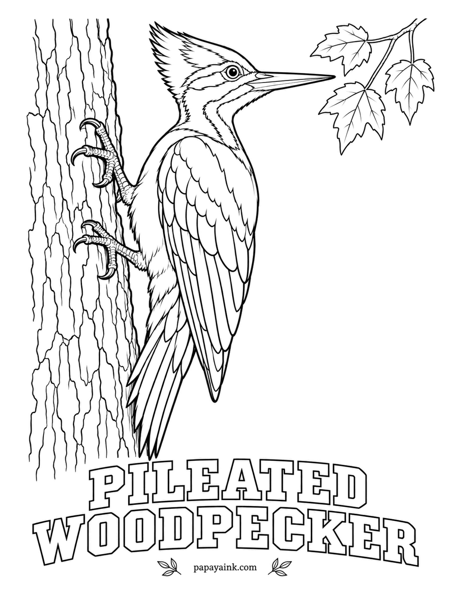 Printable Bird Coloring Pages - Crow-sized and loud, it chisels deep rectangular holes into dead trees, and other birds move into them afterwards. A Pileated Woodpecker is black with a flaming red crest and white stripes down the face and neck; the male adds a red mustache.
