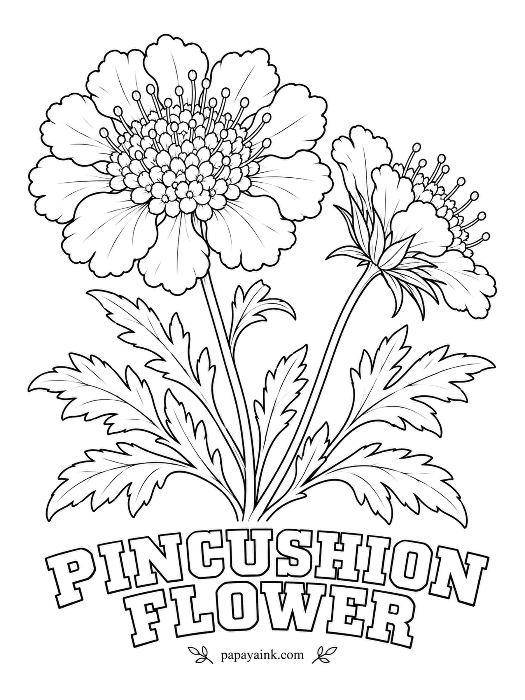 Printable Flower Coloring Pages - A dome of stamens stands up like pins in a cushion, ringed by frilled outer petals. Pincushion flower is a butterfly magnet, blooming from summer to frost in lavender blue, wine red or cream. Go a touch darker on the dome than on the petals.
