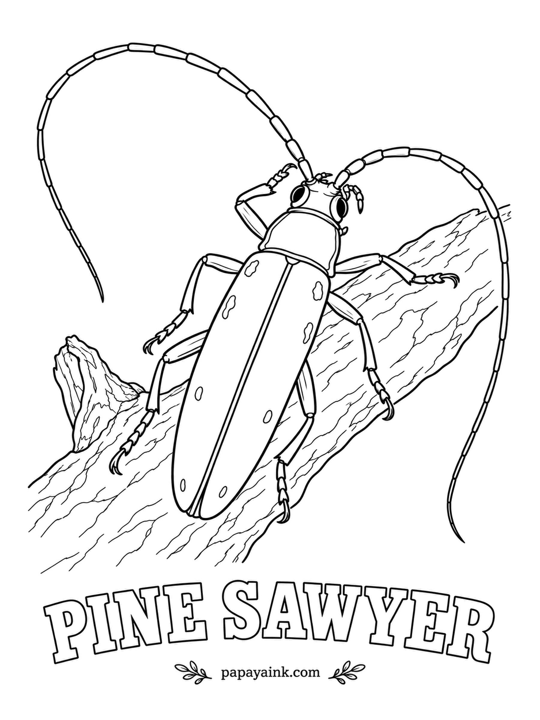 Beetle Coloring Pages - Antennae up to twice its body length give the pine sawyer its sweeping silhouette, and the name comes from the sawing sound its larvae make while chewing inside pine logs. Mottled gray-brown with pale flecks.