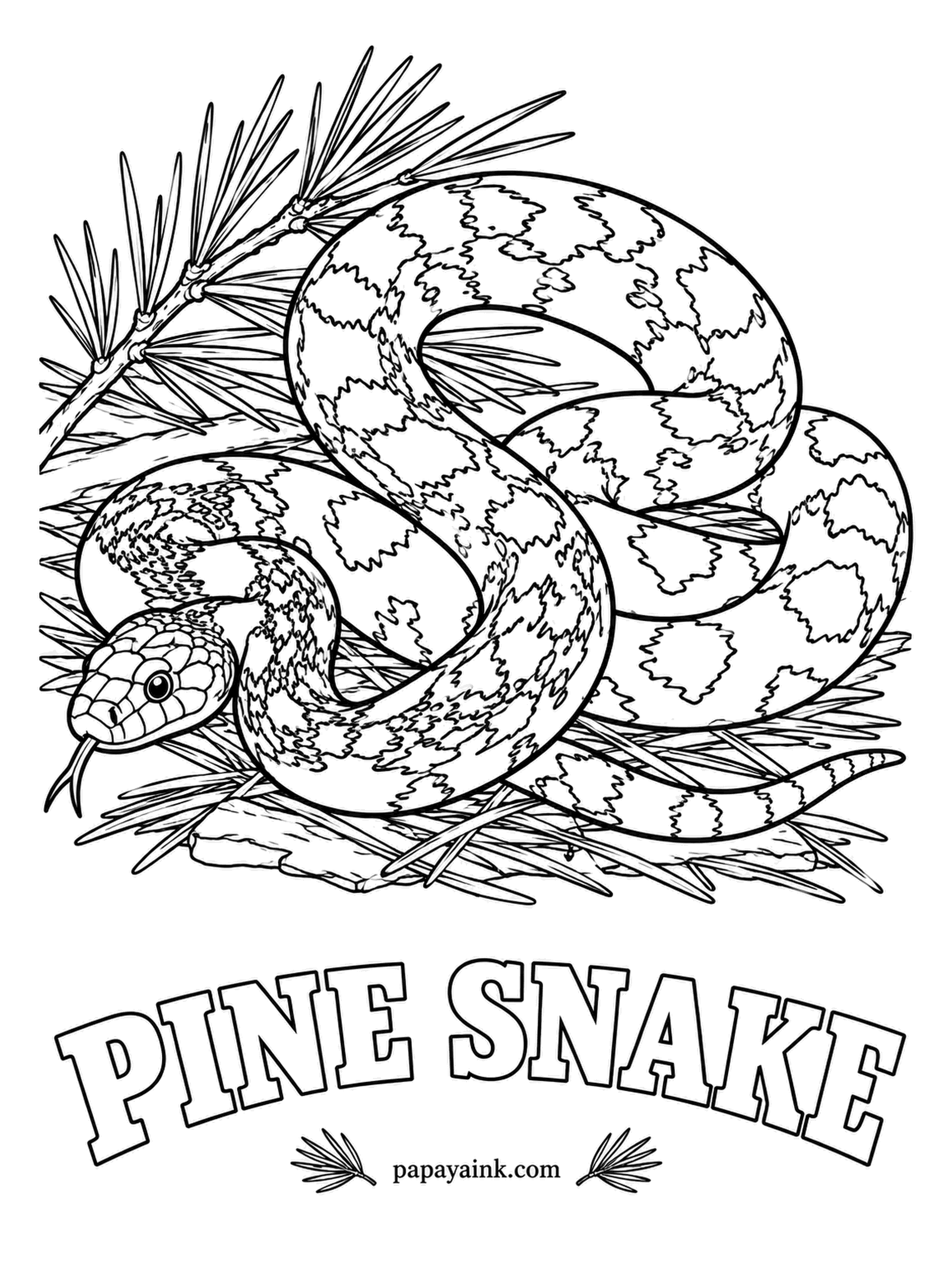 Reptile Coloring Pages - Few North American snakes hiss louder than the pine snake, which digs burrows in the sandy soil of pine forests. Cream or white with black and brown blotches, darker toward the head. The needles around it make a busy, satisfying background. Detailed.