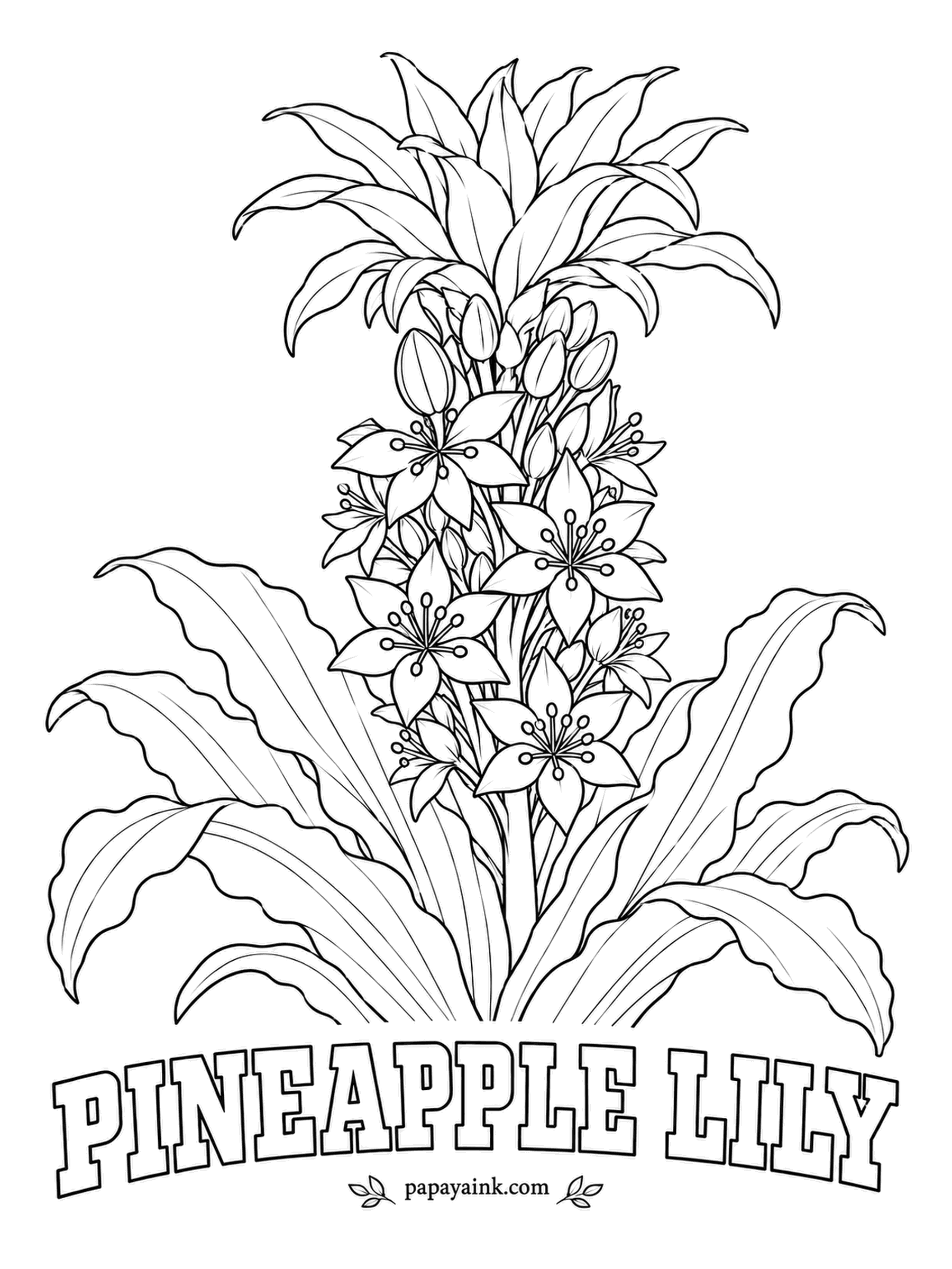 Printable Flower Coloring Pages - A spike of small star flowers crowned with a tuft of leaves, as close to a pineapple as a lily gets. Pineapple lily is a South African bulb blooming in late summer, greenish white or dusky burgundy. Work the stars from the bottom up.