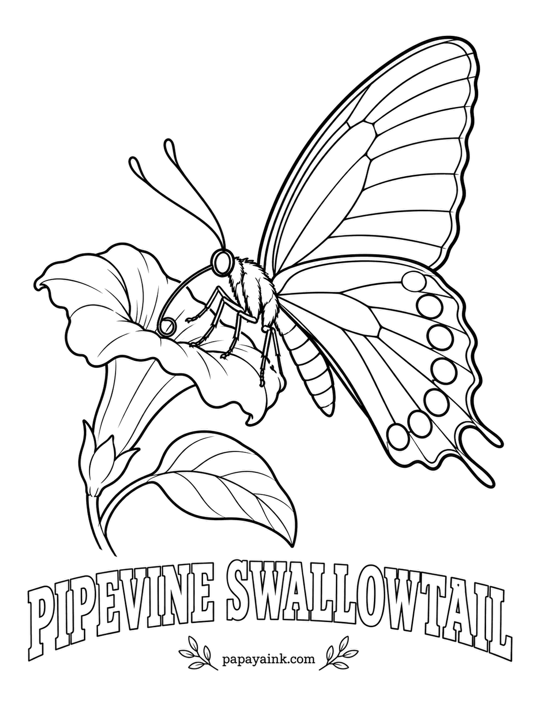 Butterfly and Moth Coloring Pages - Drinking from a trumpet-shaped bloom, this swallowtail is poisonous from its pipevine diet, and several other species copy its look. Forewings black, hindwings a glossy metallic blue; a shimmer pencil earns its keep here.