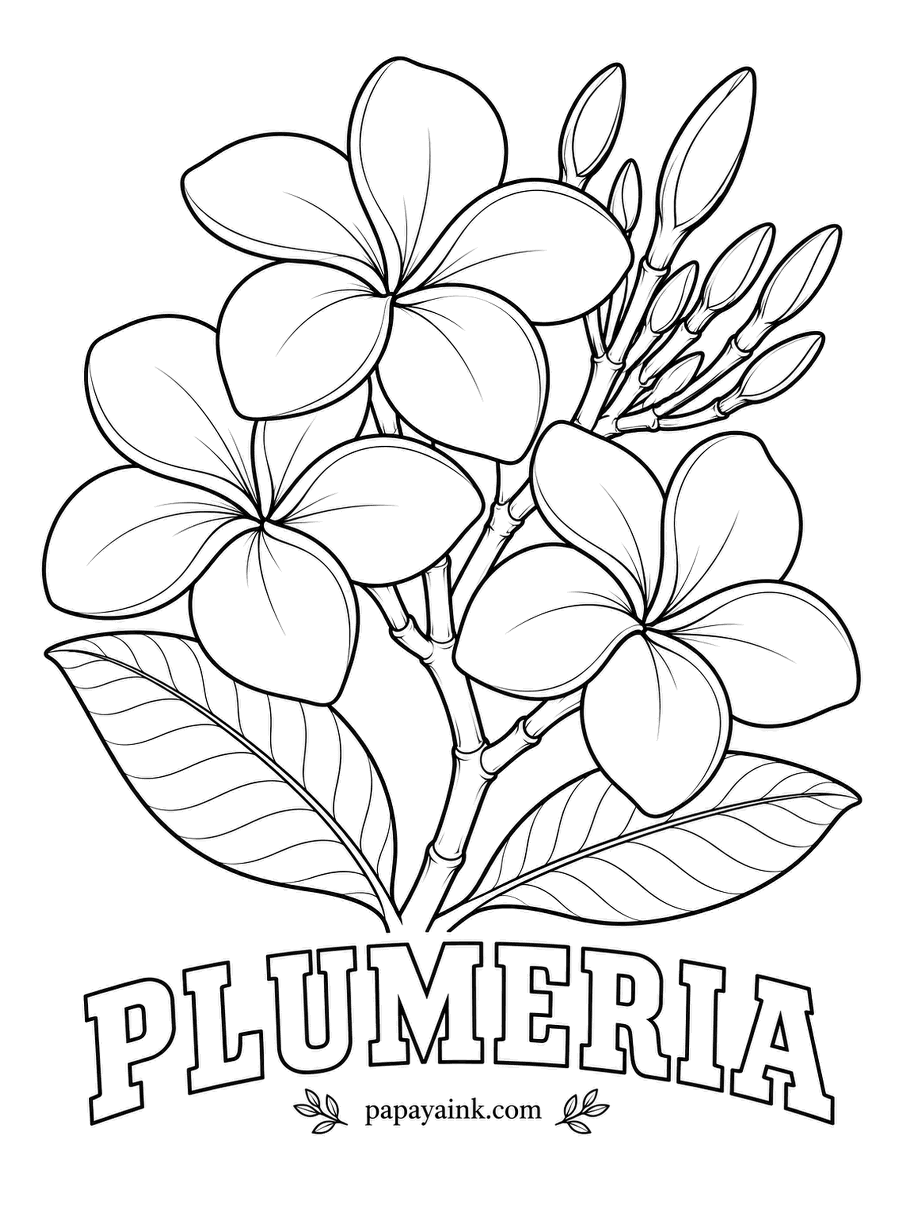 Free Flower Coloring Pages - Hawaiian leis are often strung from plumeria, and the scent grows strongest at night to attract moths. The traditional pairing is white petals with a yolk-yellow center; a coral version is just as common.