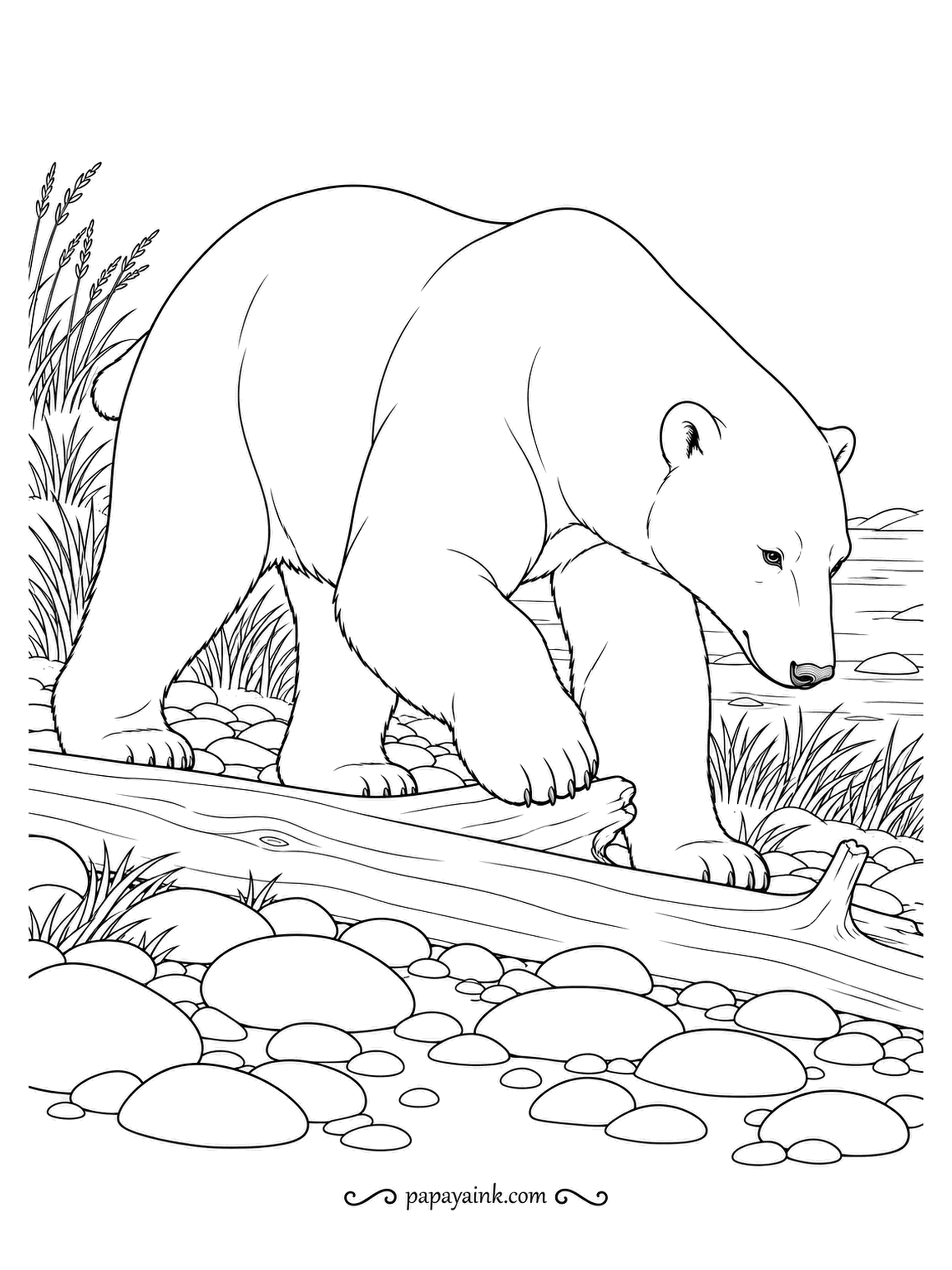 Polar Bear Coloring Pages - Polar bears are the largest land carnivores, yet they move with surprising care. This one steps over a bleached driftwood log on a pebbly shore. Realistic fur and smooth stones for patient shading.