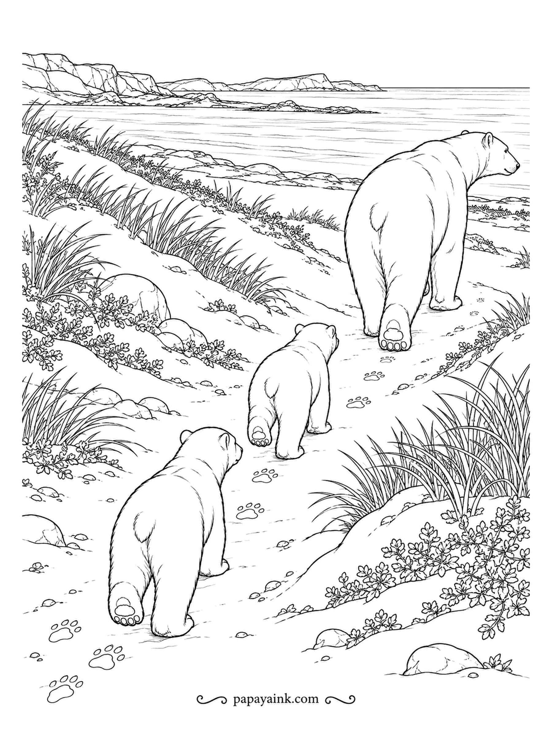 Polar Bear Coloring Pages - A mother leads two cubs along a sandy path through the coastal dunes, paw prints trailing behind. Cubs usually stay with their mother for about two and a half years, learning everything by following. Realistic and detailed.