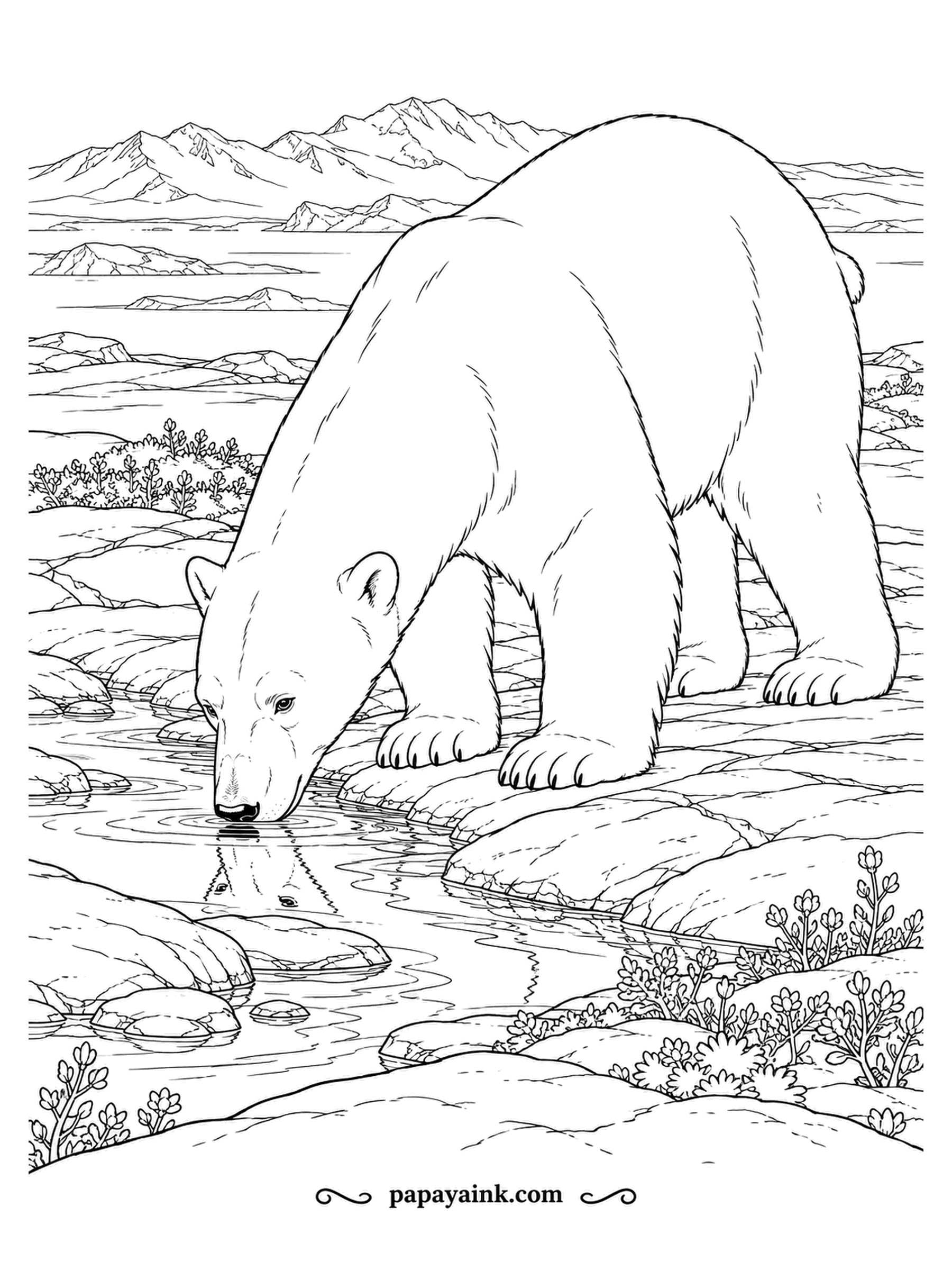 Polar Bear Coloring Pages - A long drink from a meltwater pool. Polar bears get most of their water from food, but in summer they sometimes drink from streams and ponds on land. Realistic fur, mountains and rocky banks.