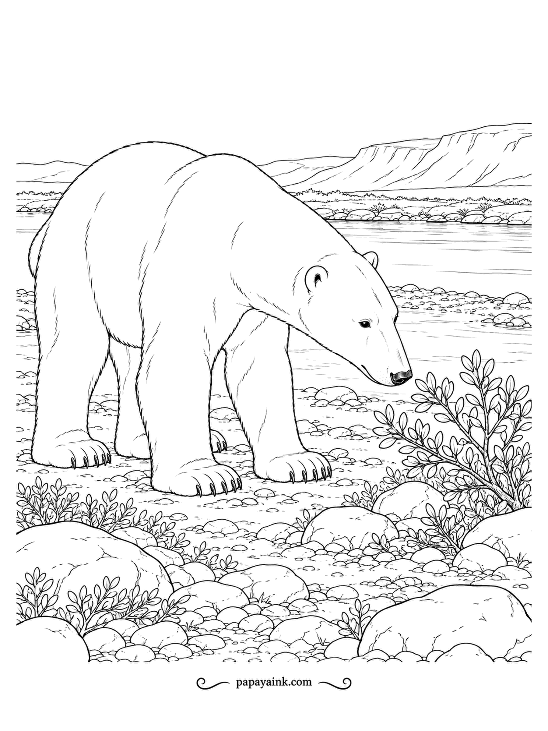 Polar Bear Coloring Pages - An extraordinary sense of smell lets polar bears detect seals from far away. This one pauses on the rocky shore to sniff a low willow shrub. Realistic fur, pebbles and distant cliffs.