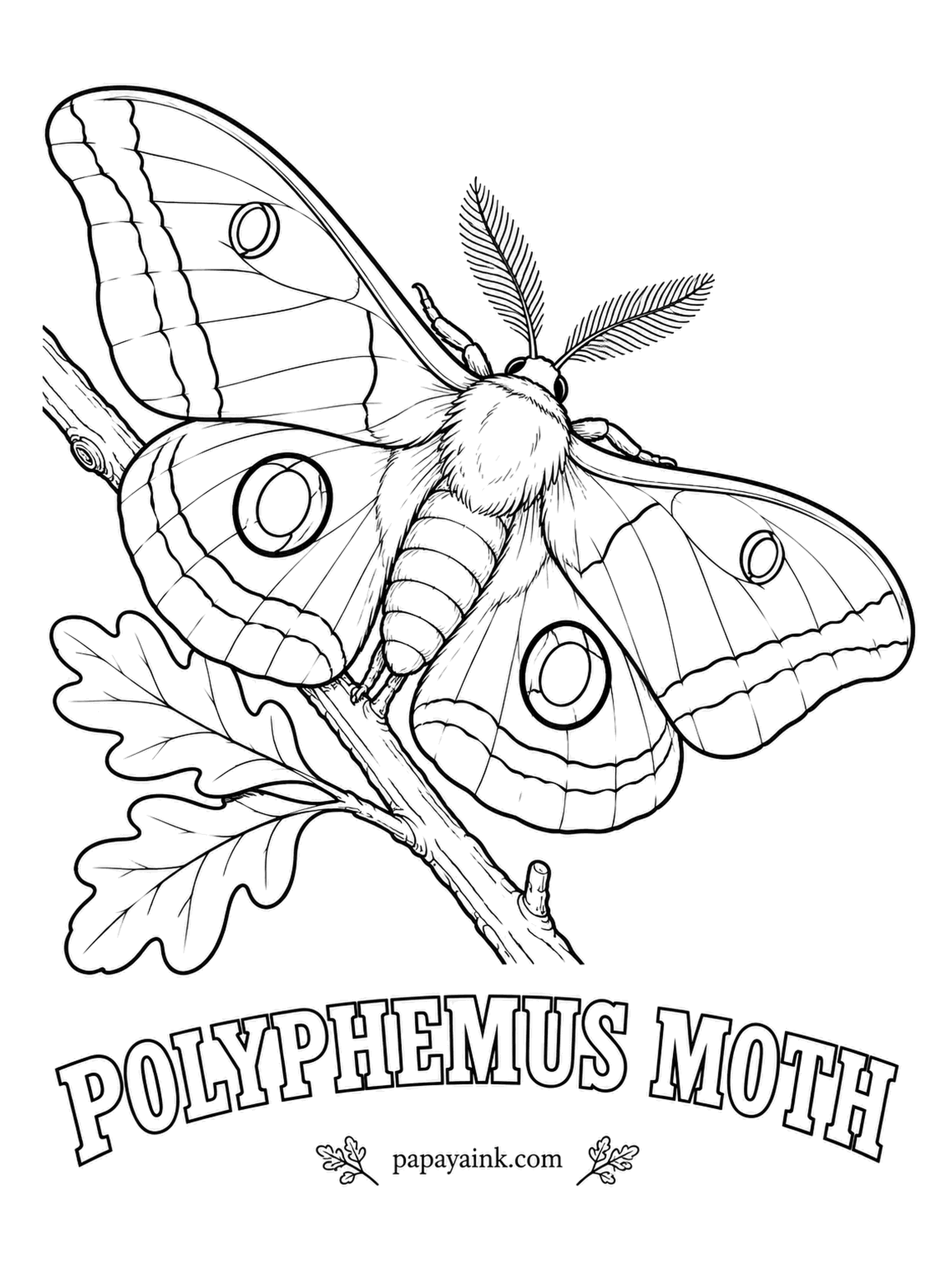 Butterfly and Moth Coloring Pages - Polyphemus was the one-eyed giant of Greek myth, and each hindwing carries a huge eyespot to match: yellow ring, blue-black shadow, clear center. Warm tan wings and an oak twig beneath, one of its favorite host trees.