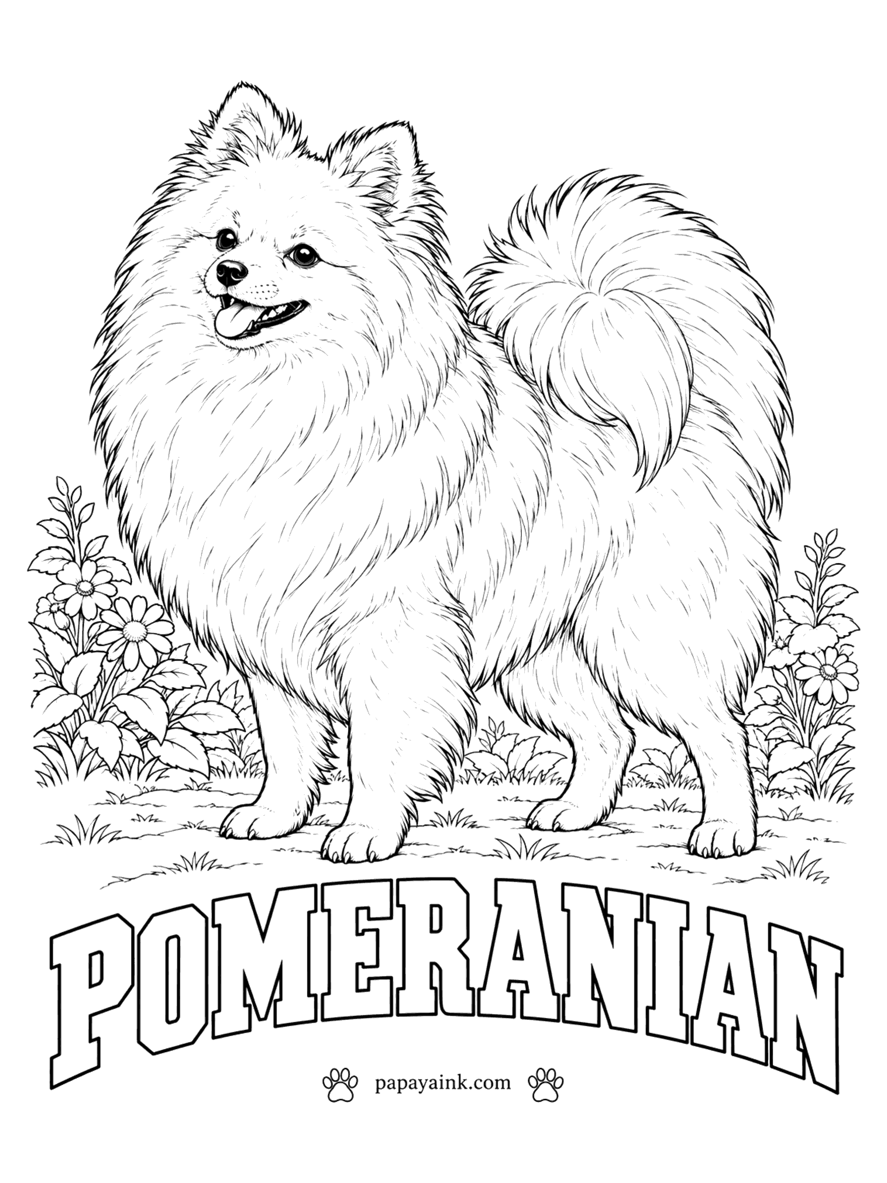 Free Printable Dog Coloring Pages - Mostly fluff. A Pomeranian weighs three to seven pounds under a double coat that stands straight off the body. Orange and red are the classics; cream, black, white and sable turn up too. Work outward from the body and keep the tail plume lighter.