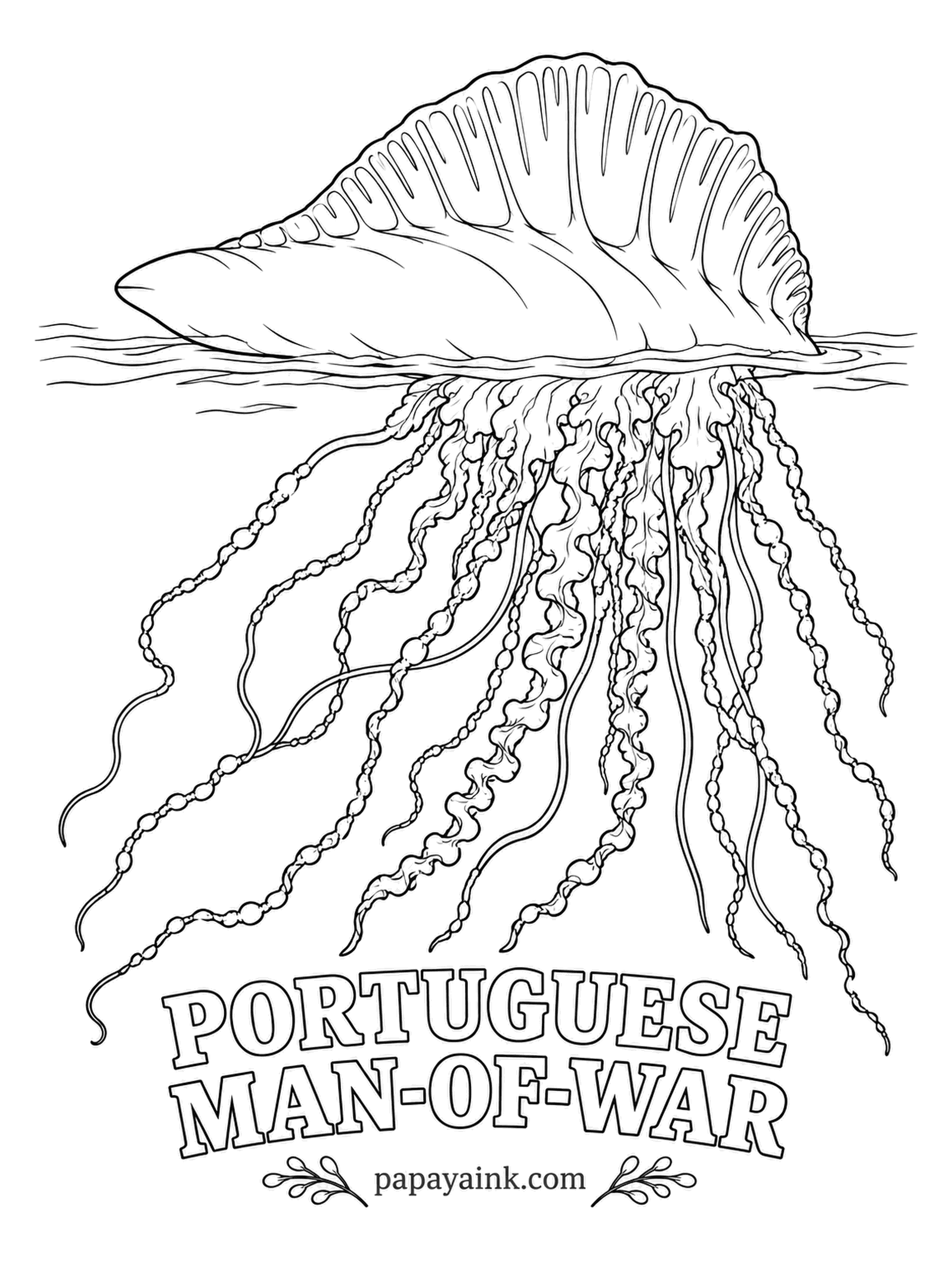 Sea Creature Coloring Pages - Call it a jellyfish and a biologist will object: it is a floating colony of specialized parts acting as one animal. It cannot swim; the gas-filled float acts as a sail and the wind does the steering. Blue-violet float, pink crest, blue tentacles.