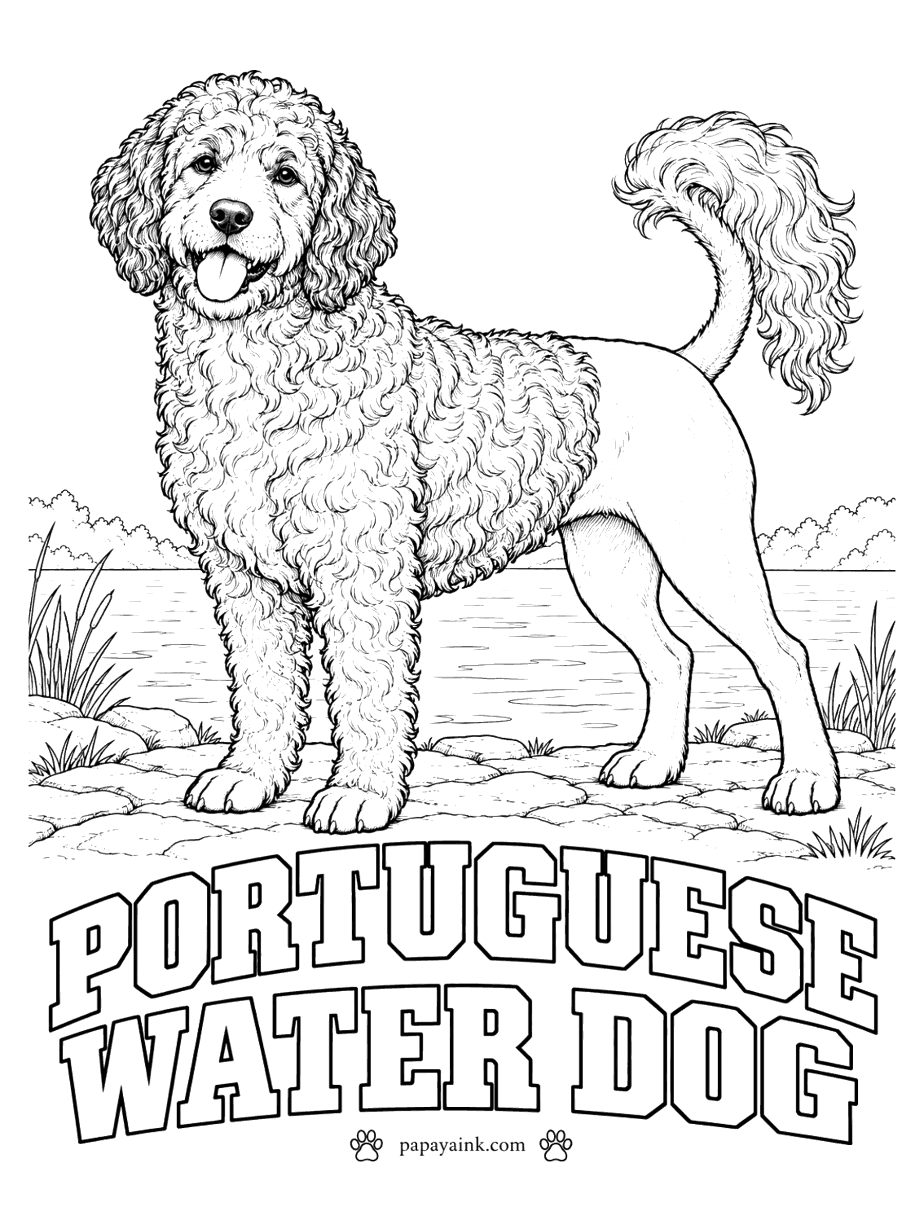 Free Printable Dog Coloring Pages - Fishermen once relied on the Portuguese water dog to herd fish into nets and swim messages between boats. It is drawn in the traditional lion clip: hindquarters shaved, a plume left on the tail. Black, brown or white, often with white on the chest.